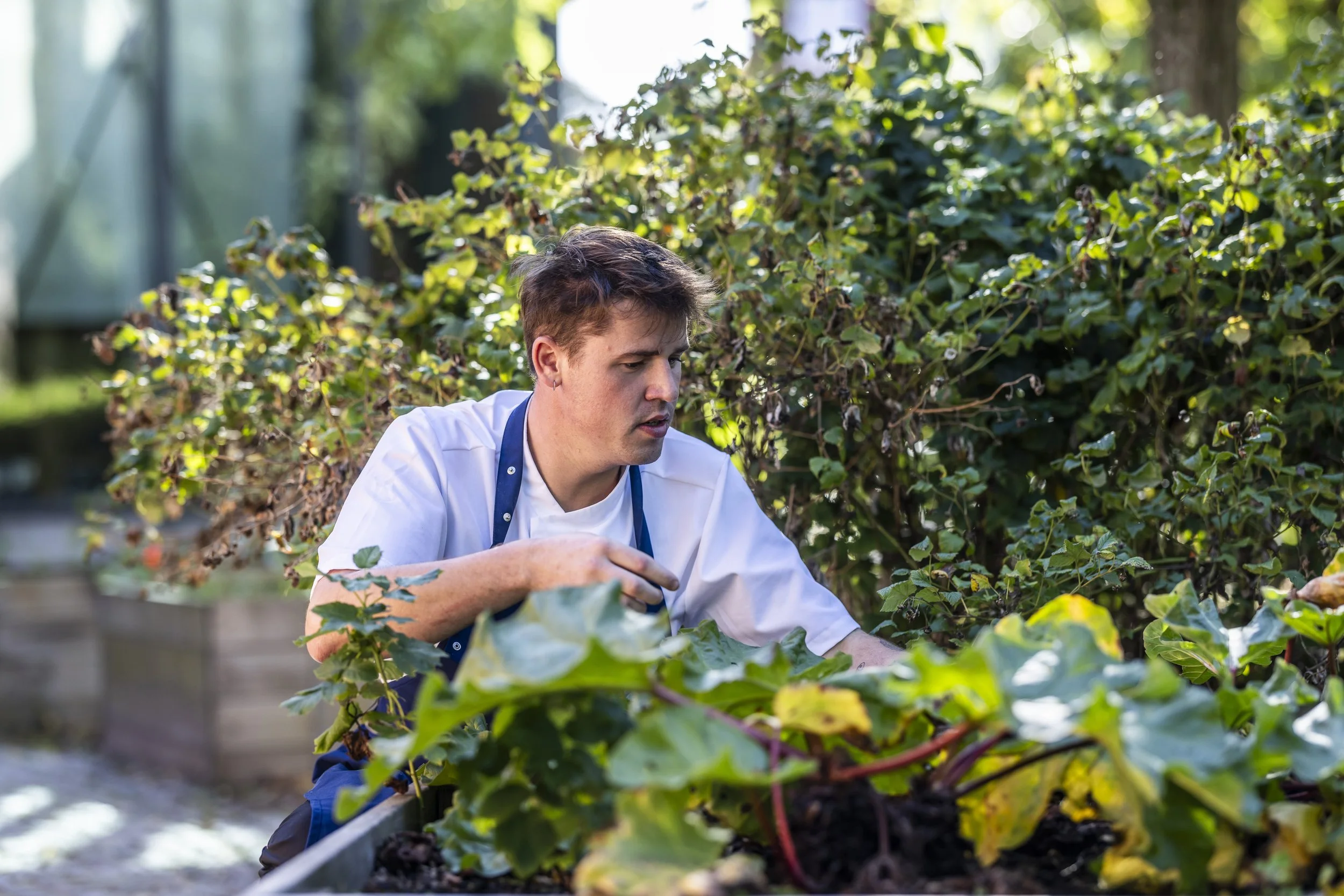 Kok høster urter i grøntsagshave Boutique Hotel Postgården