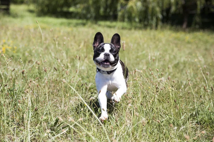 Explore a day in the life of a Pets &amp; Pats pooch!