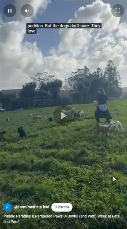 Puddle Paradise &amp; Pampered Paws: A Joyful (and Wet!) Week at Pupclub!