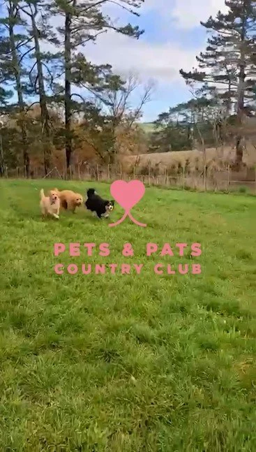 See for yourself - Life at Pupclub