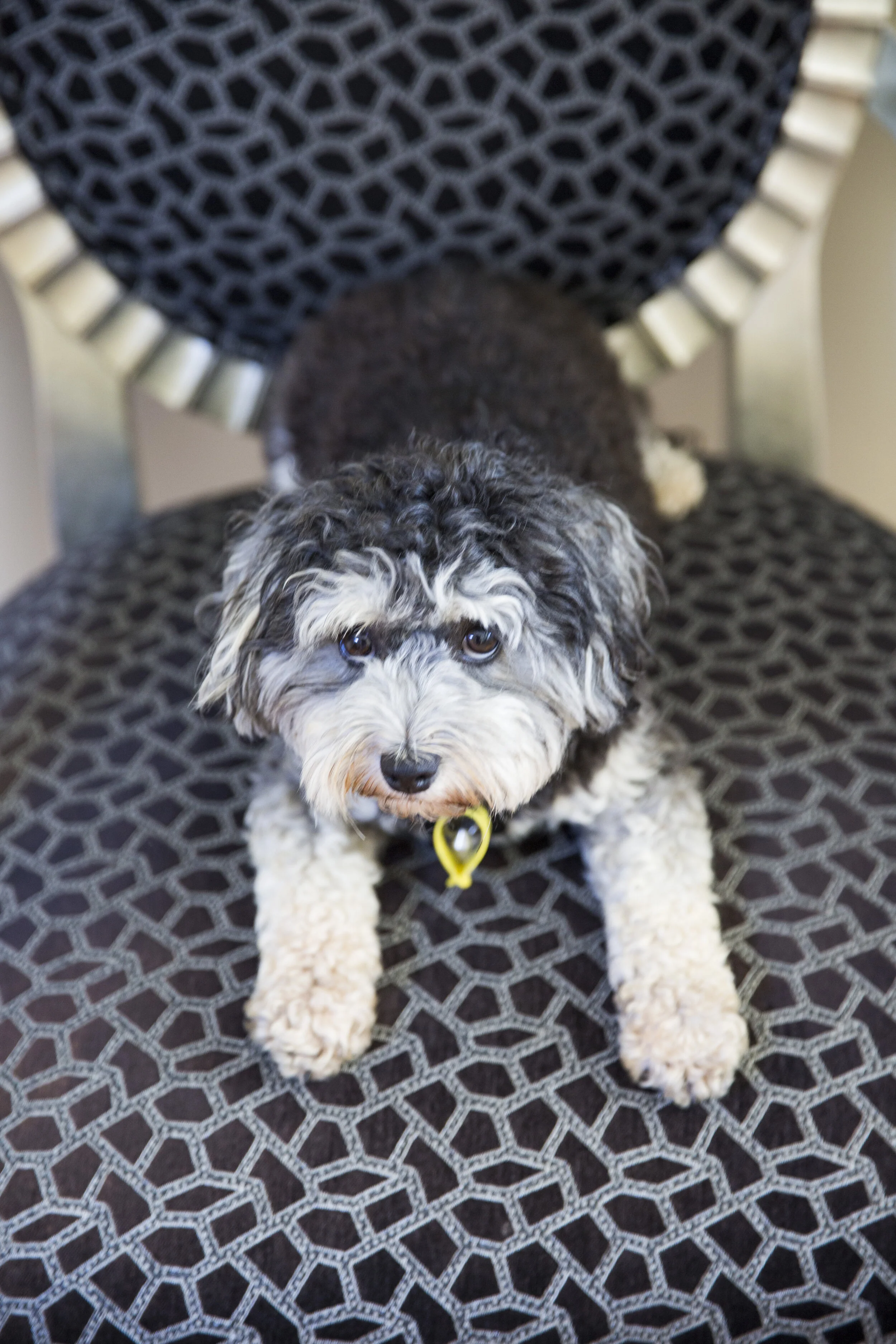 Bob , Schnauzer, 2 years old. From PonsonbyBest day care ever - we love etc Best day care ever - we love etcBest day care ever - we love etcBest day care ever - we love etcBest day care ever - we love etcBest day care ever - we love etcBest day care…