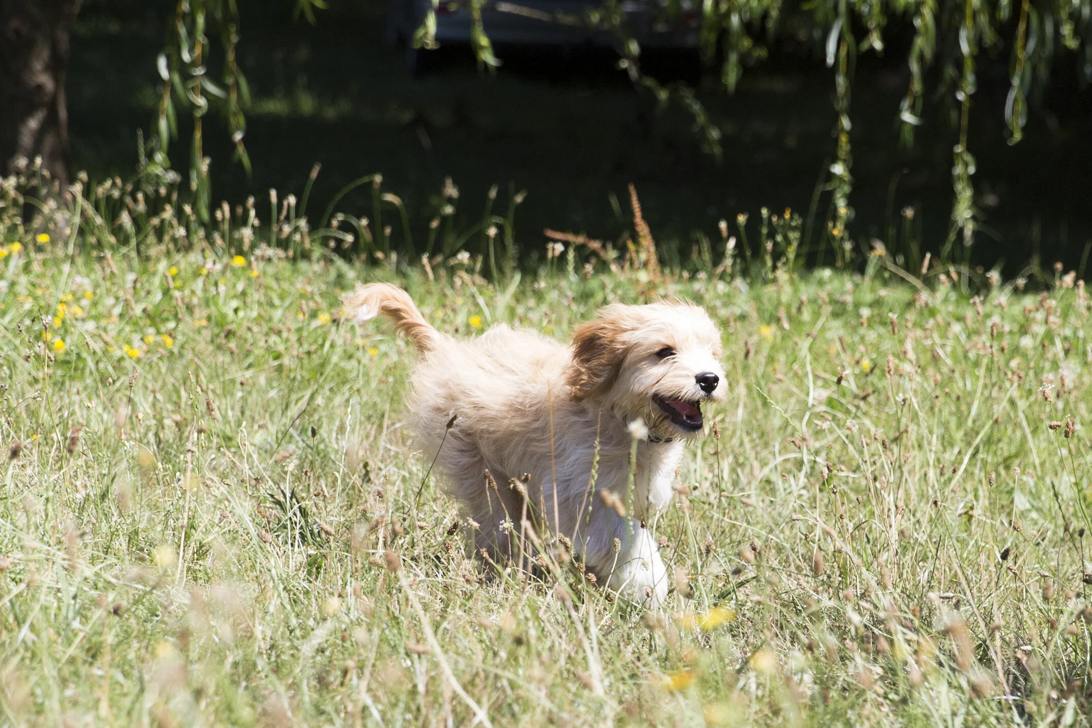 Youngest from 12 weeks