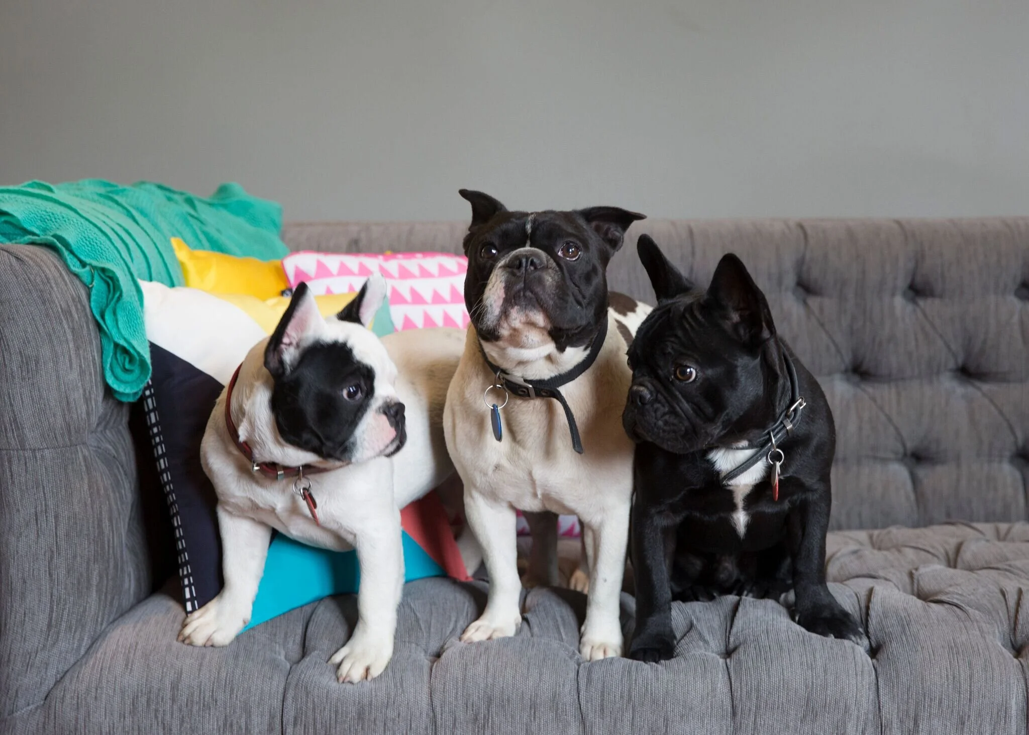 Click to view some photos of our Pets and Pats lodging.