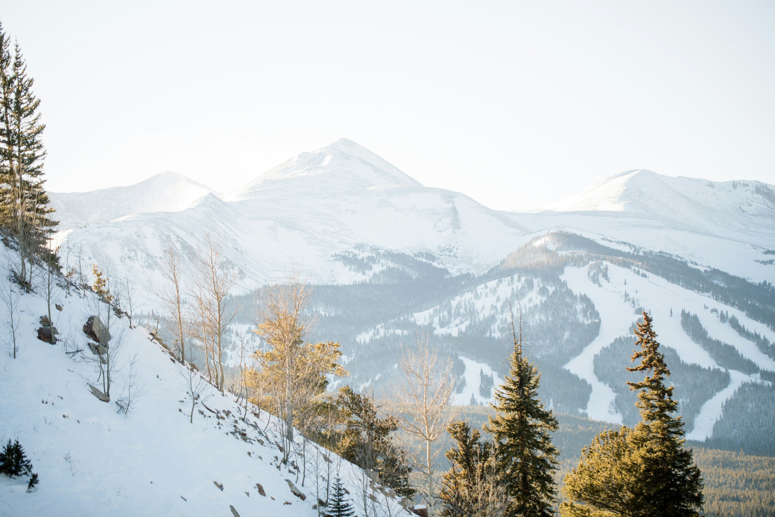 Snow-covered mountain range with a forest of evergreen trees in the foreground and a clear, pale sky.