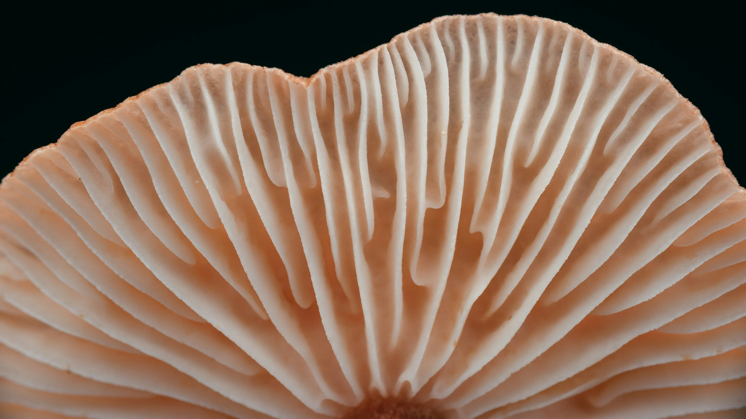 Mushroom Close-Up