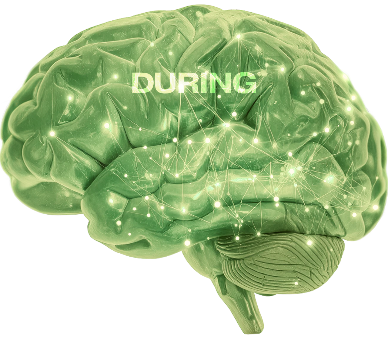 A digital illustration of a human brain with interconnected glowing white dots and lines, overlaid with the text "DURING".