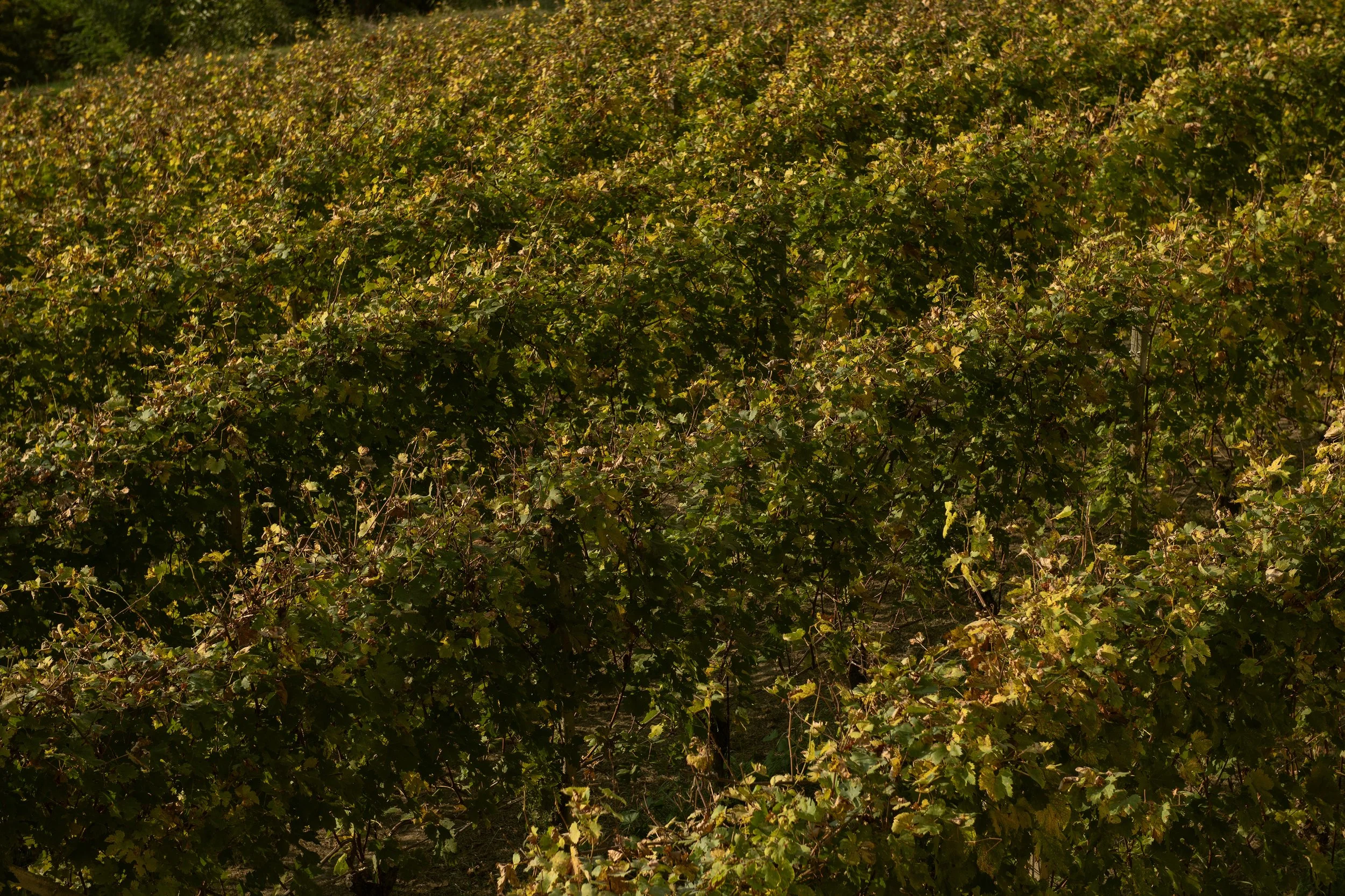 Vineyard with grapevines in the fall, lush green and yellow leaves, sunny day.