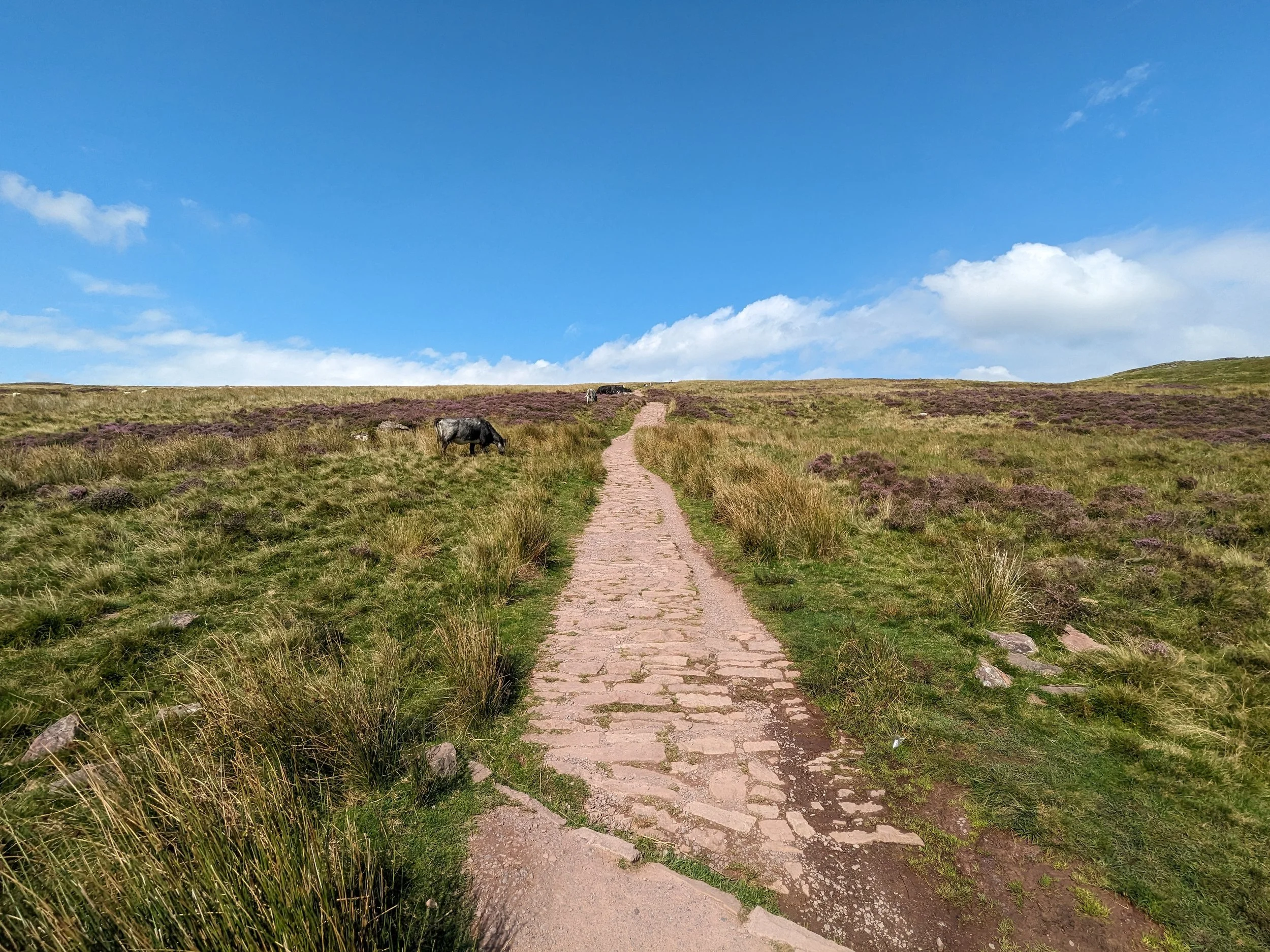 A stone pathway through a field with purple bushes under a partly cloudy blue sky. A horse is grazing on the left side of the path.