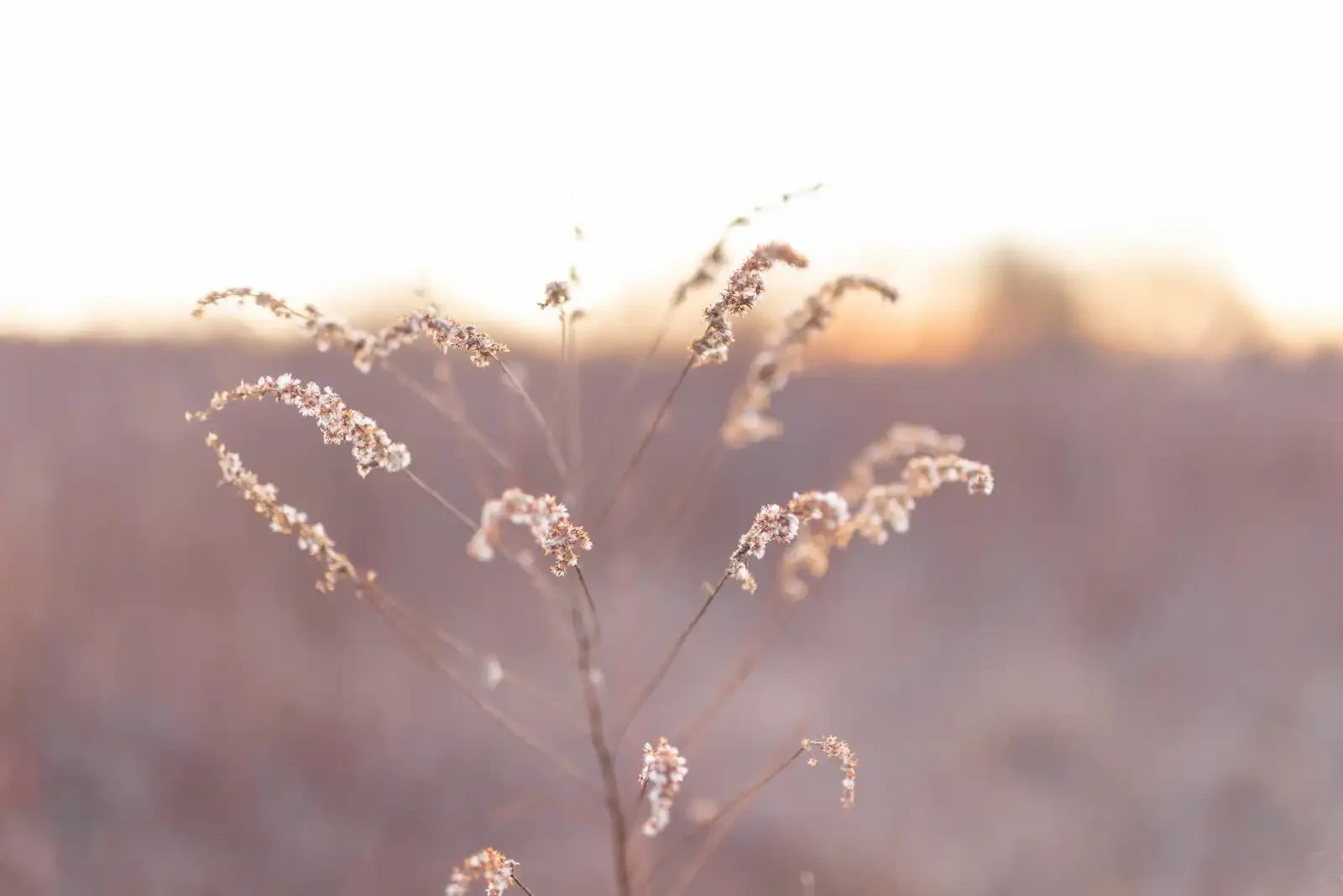 Close-up of dry grass or plant stems with small flowers in soft, warm light at sunset.