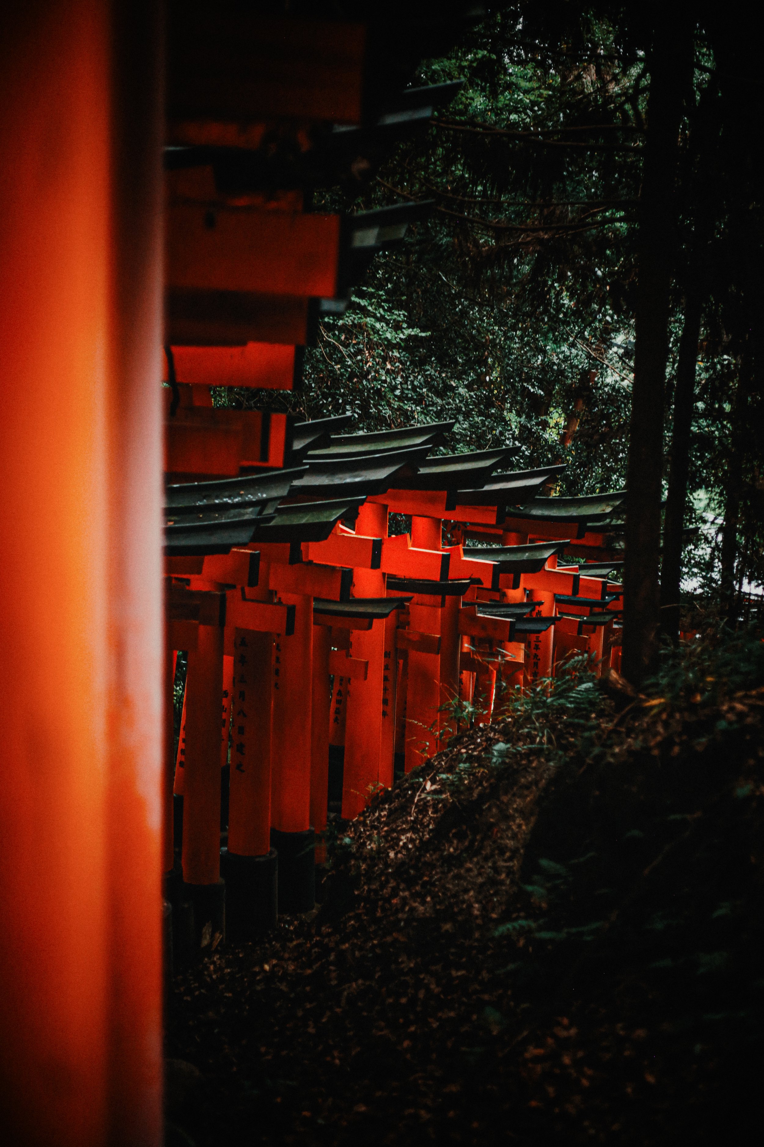 Rijen rode Shinto-heiligen torii-poorten in een bosrijke omgeving.
