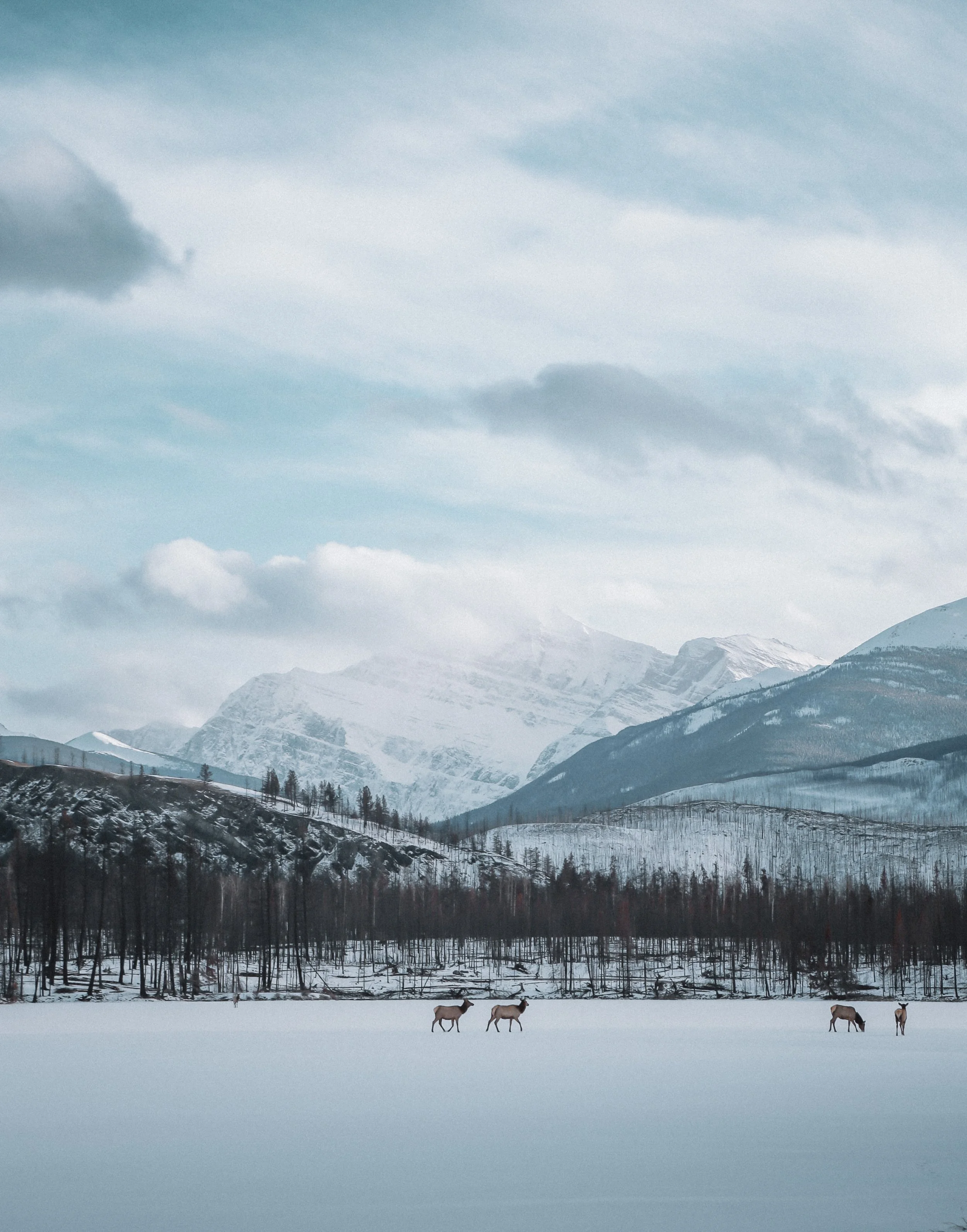 Sneeuwbedekt landschap met vier rendieren, bergen, een bos en een bewolkte hemel