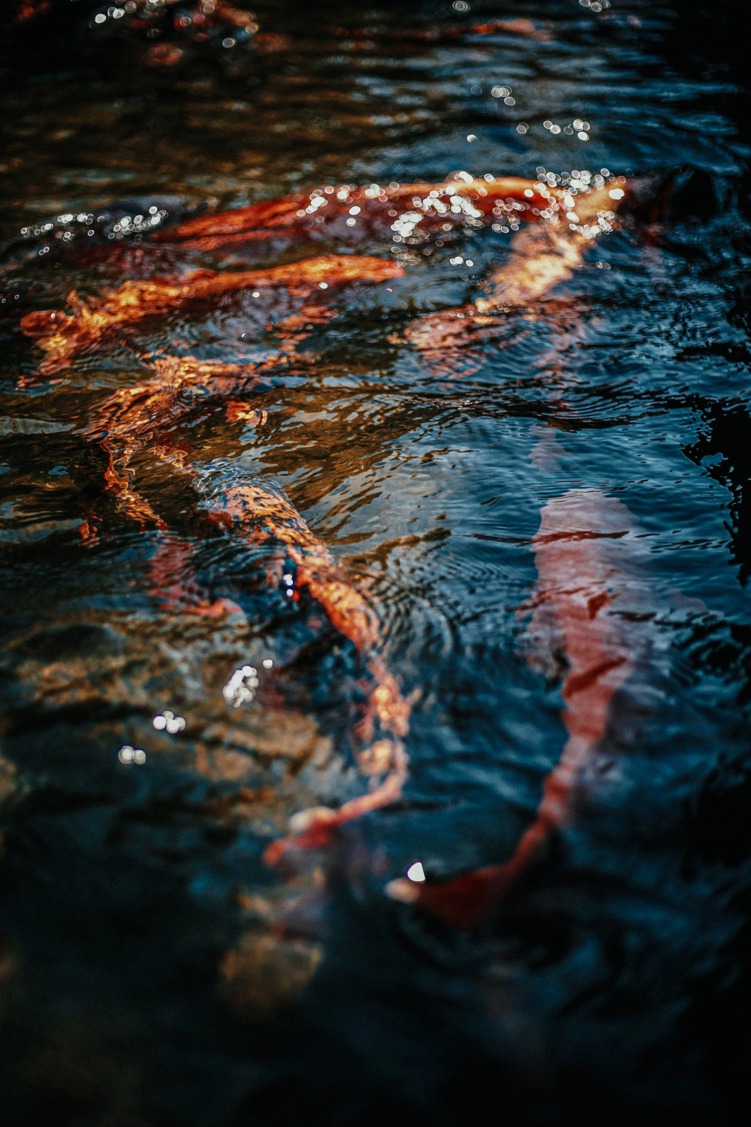 Vissen in donker water met riffling en reflecties