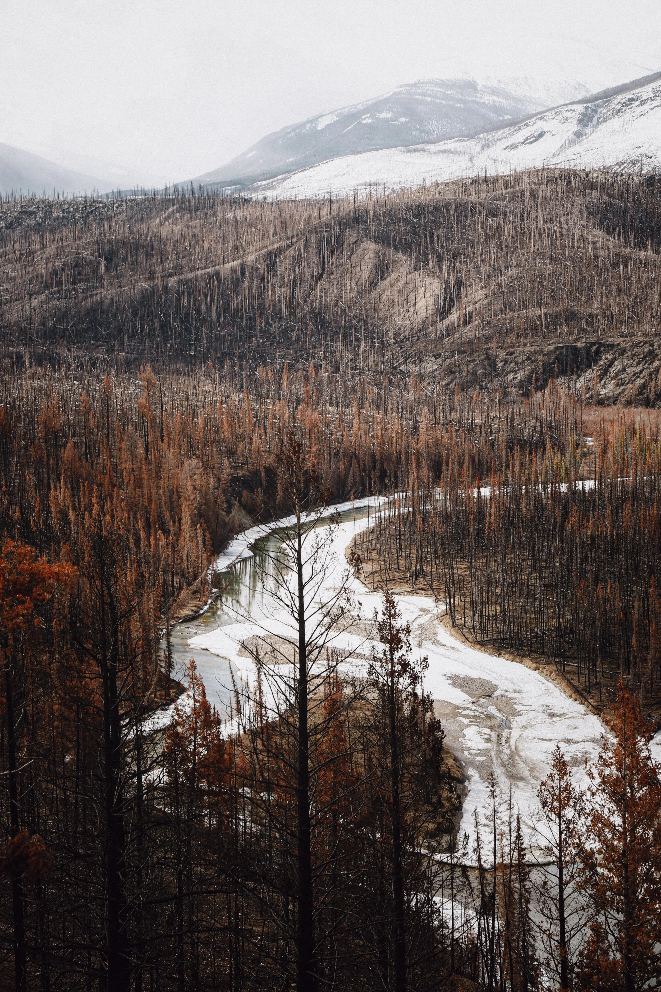Een rivier kronkelt door een bos met bladverliezende bomen in herfstkleuren, omgeven door bergen met sneeuw.