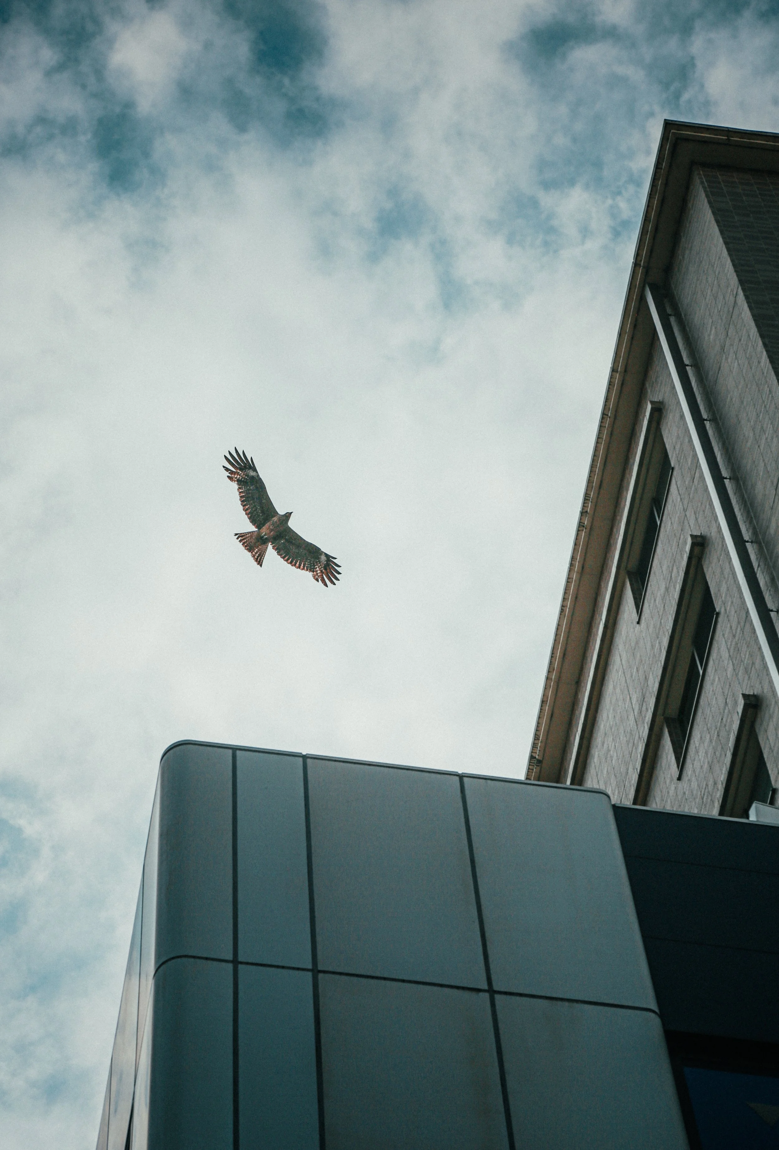 Een valk zweeft in de lucht tussen moderne gebouwen onder een bewolkte hemel.