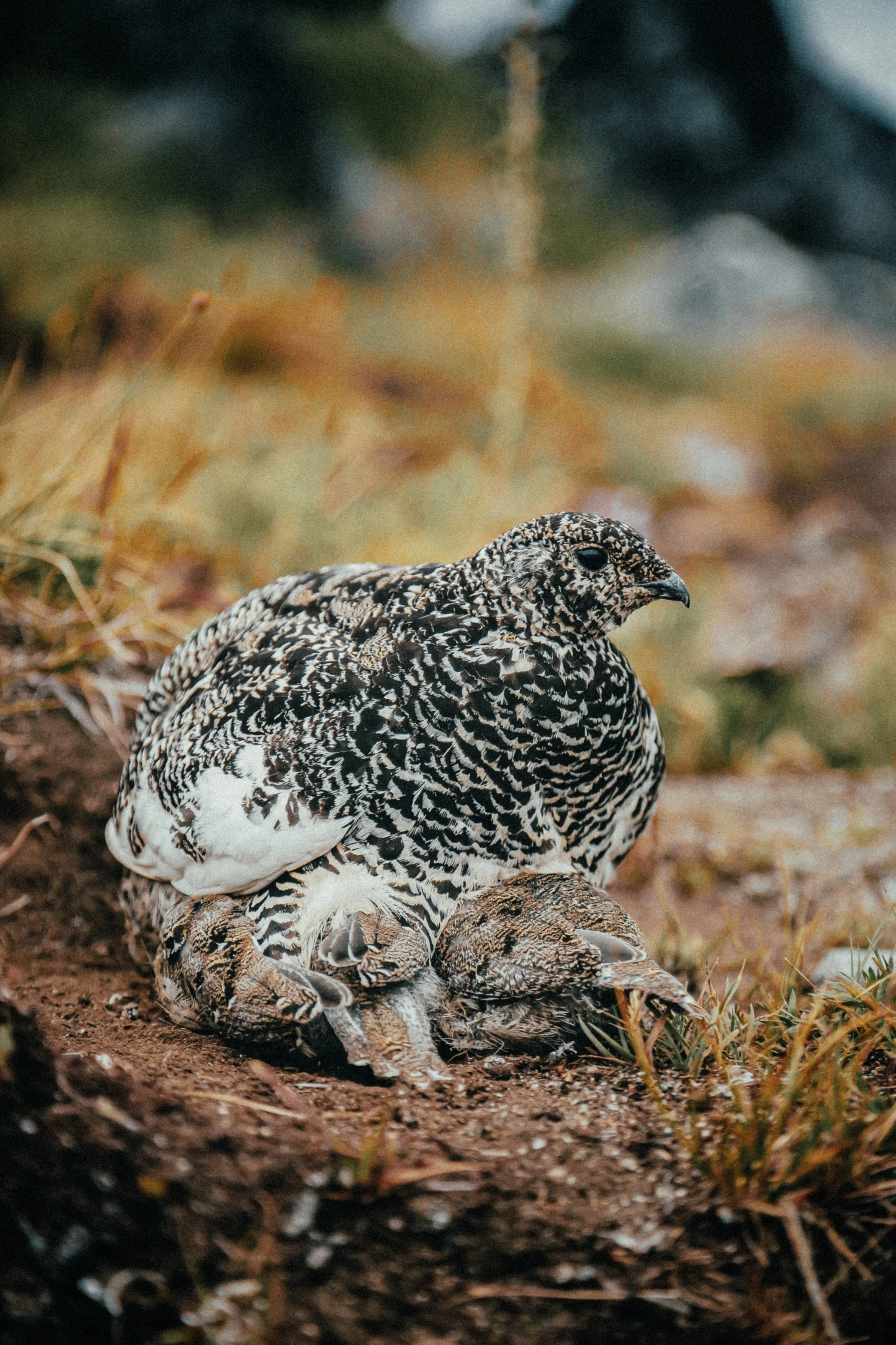 Een patroon van een bushcamp in de natuur met een slimme roofvogel die haar jongen voedt.