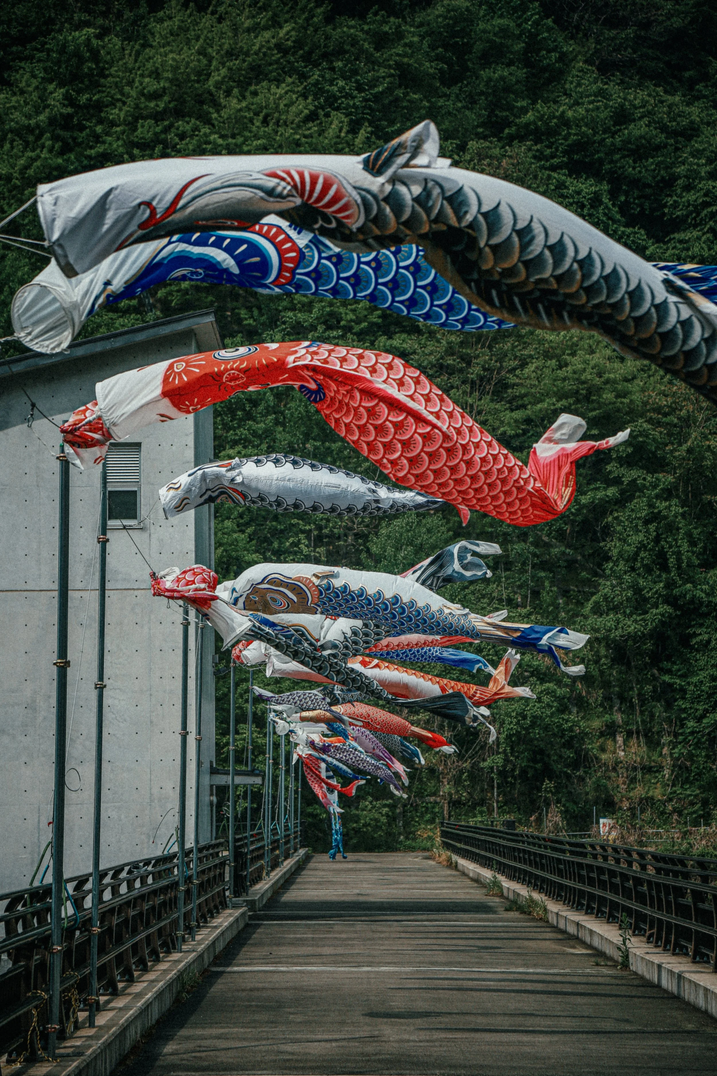 Verschillende gekleurde koi-karpers vlaggen hangen boven een voetpad met een berg en groene bomen op de achtergrond.