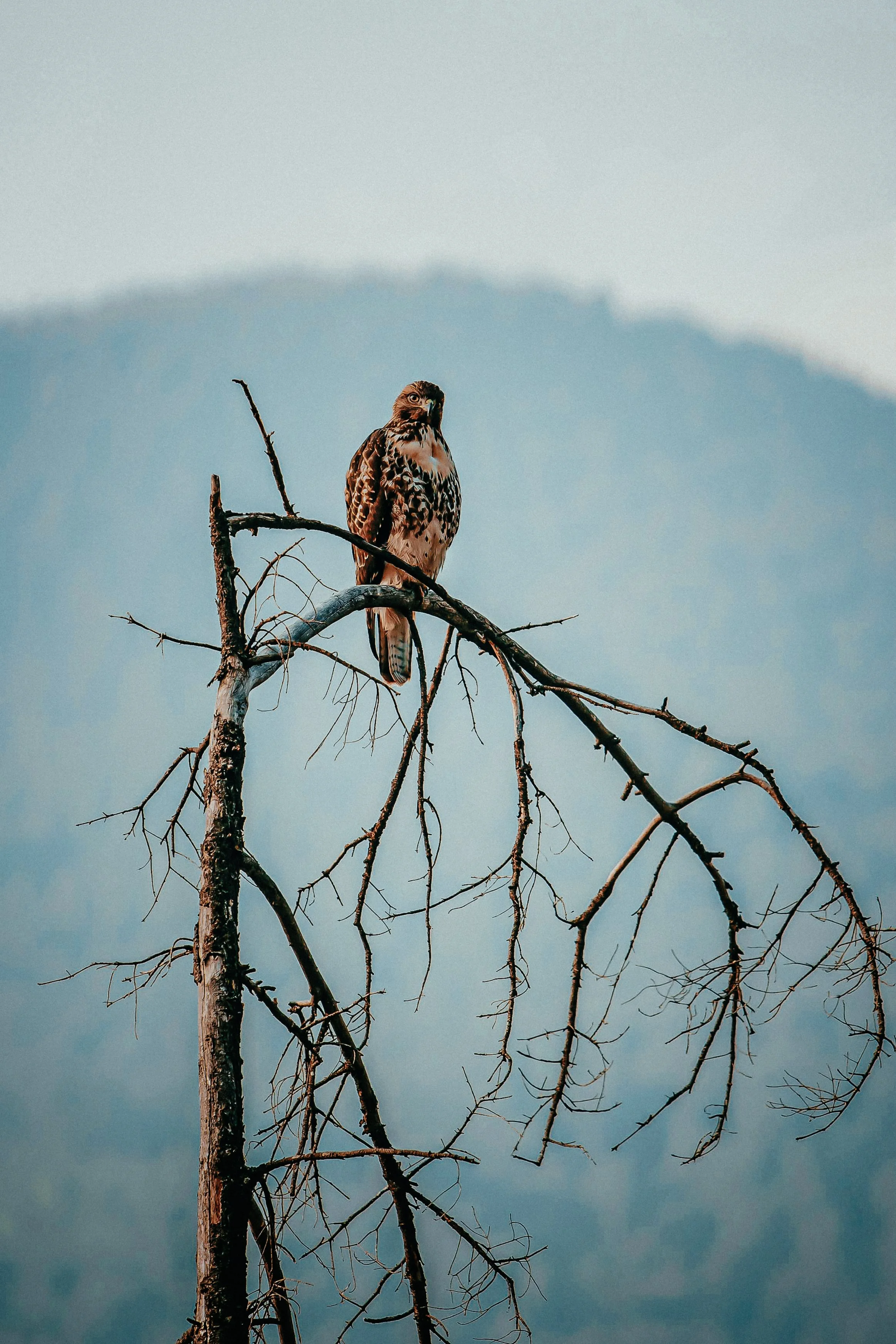 Een valk zit op een dunne, kale tak met een berg op de achtergrond.