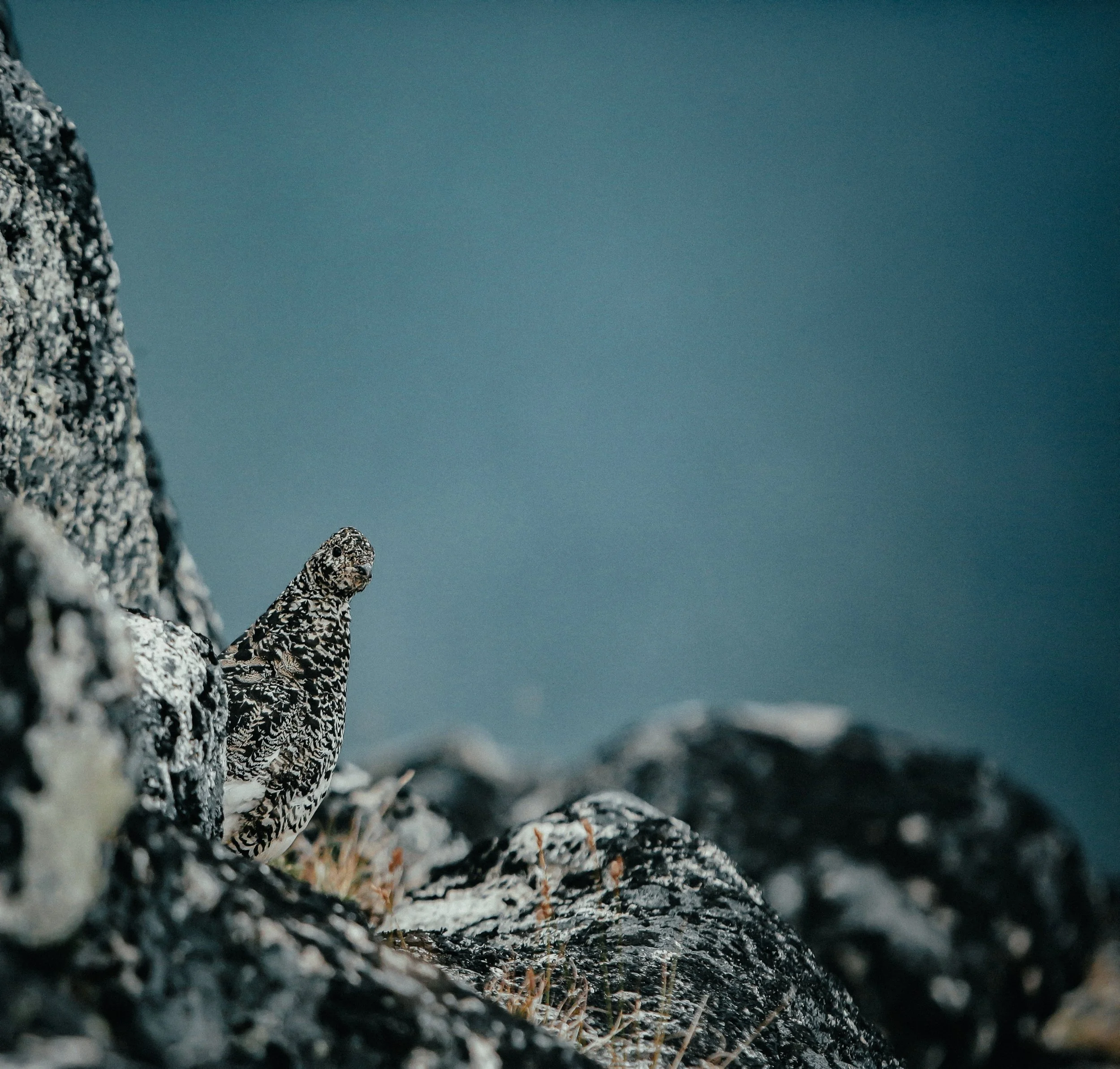Een vogel, waarschijnlijk een zeearend, zittend op rotsen bij de kust, met een blauwe hemel op de achtergrond.