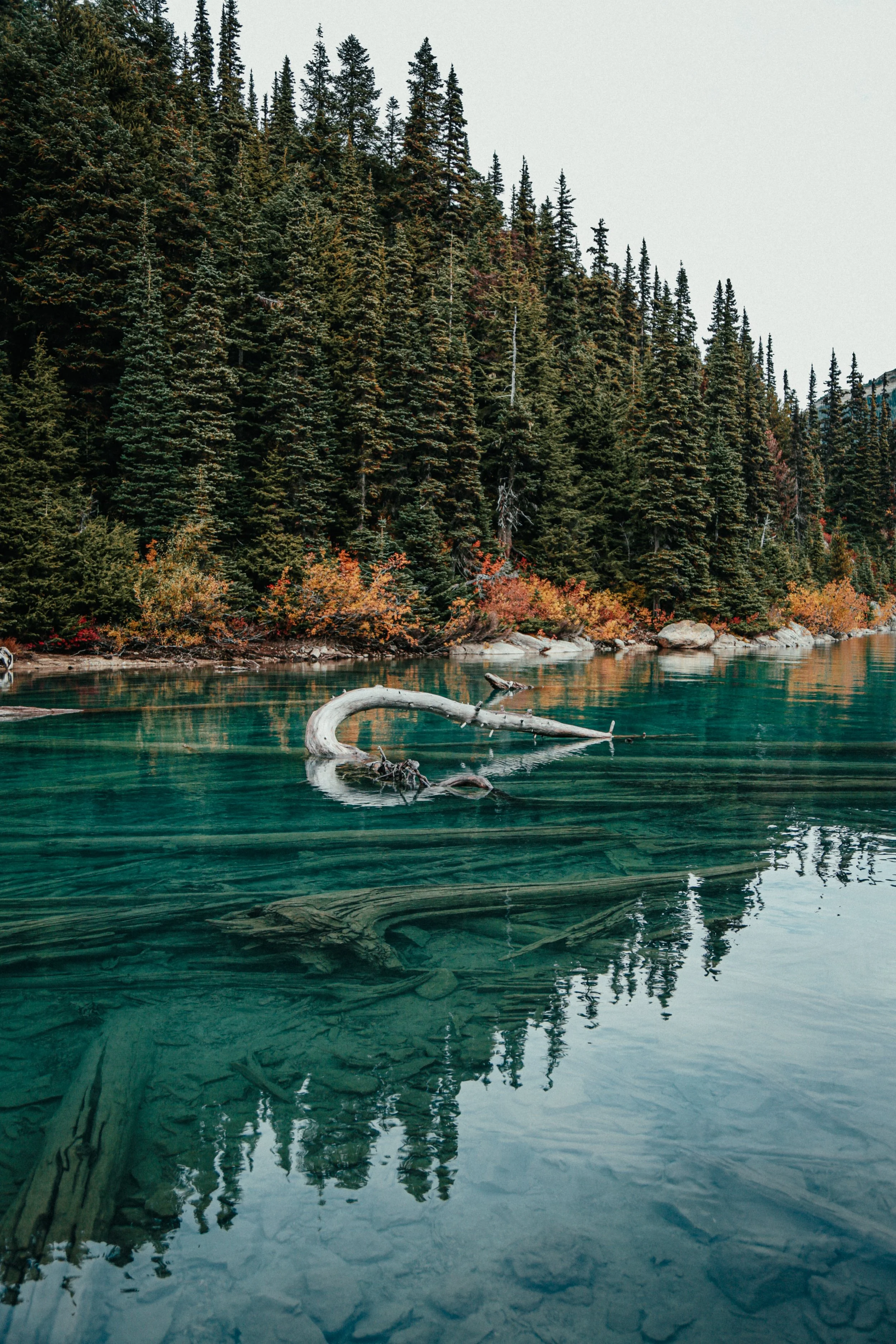 Een bosrijk meer met heldere water, onder een bewolkte hemel, omgeven door dennenbomen en struiken met herfstkleuren, met een onderwaterzicht op gevallen takken en een grote, gebogen tak die uit het water steekt.