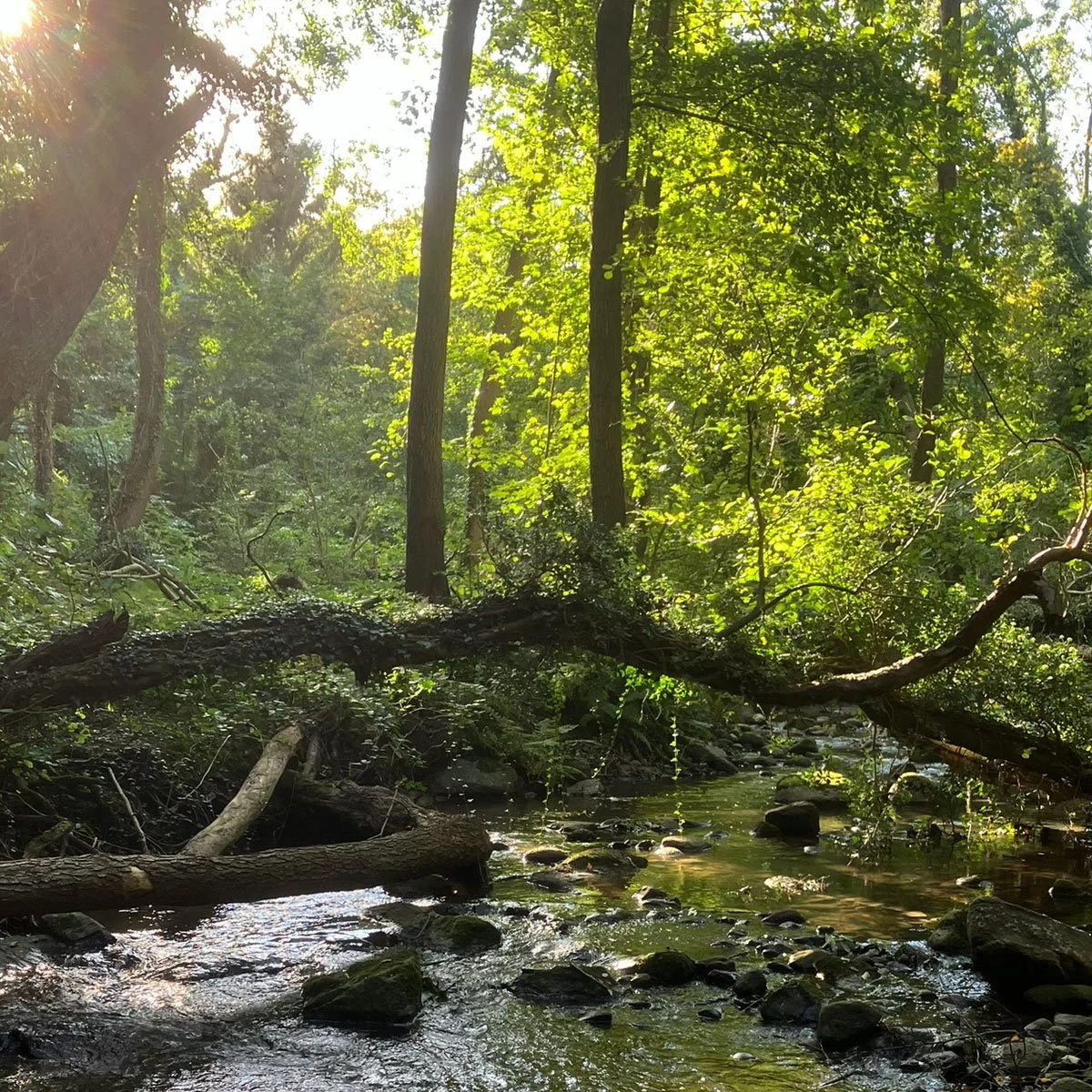 En fredelig skovstrøm med store sten i vandet, omkranset af grønne træer og under en solbeskinnet himmel.