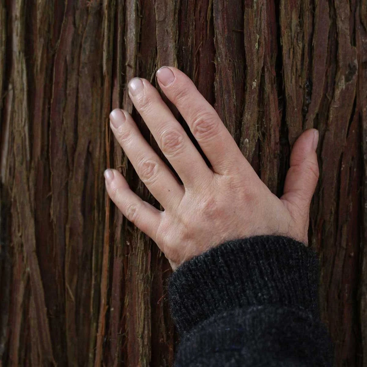 Følesansen bruges til at få fuldt udbytte af naturterapi og sansebad i skoven.