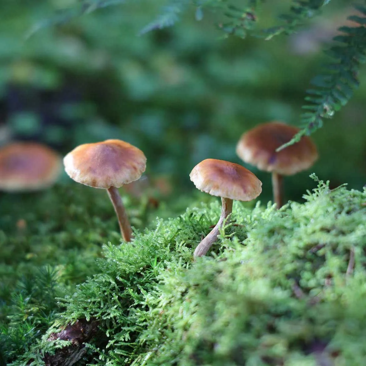 Tre små brune svampe vokser på grøn mos i en skov.