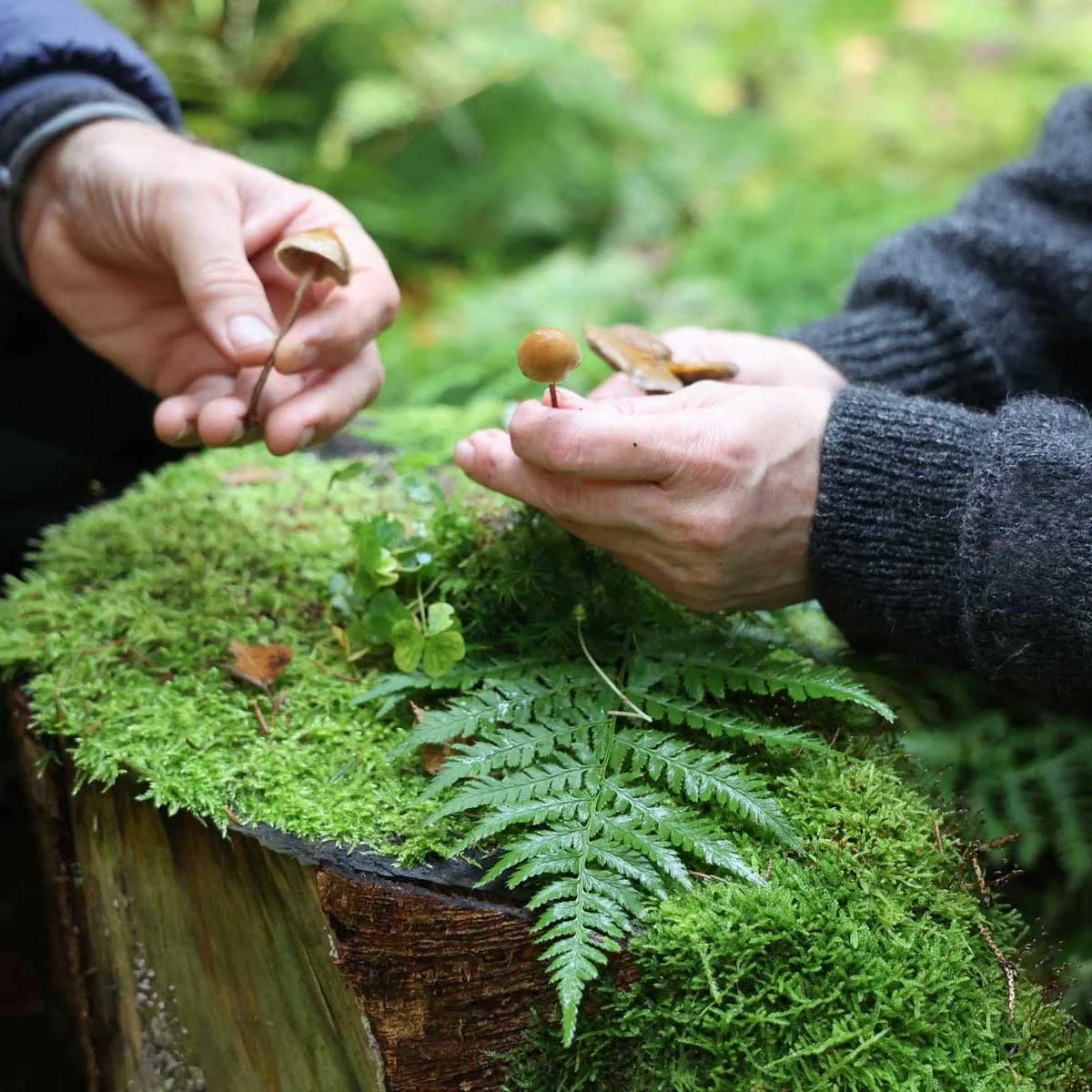To personer samler vilde svampe på en mosbeklædt træstump i skoven.