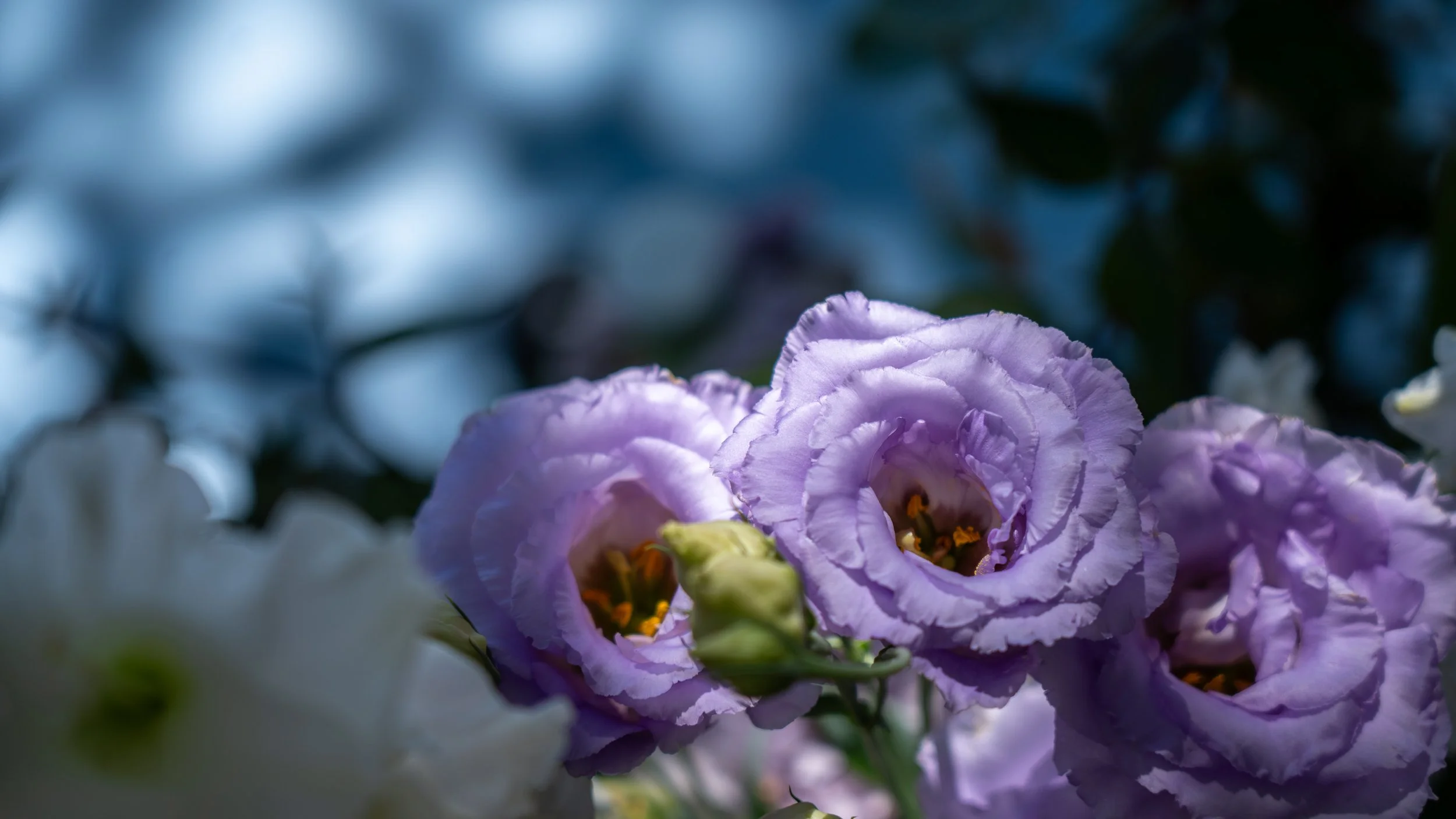 Claire&JacquesAntoine_060.jpg