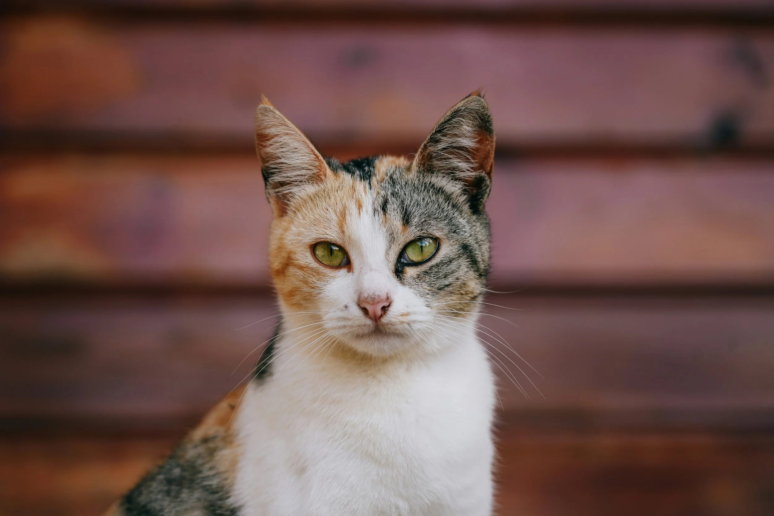 thomas-dornier-VJtWofr4uQw-unsplash (1).jpg