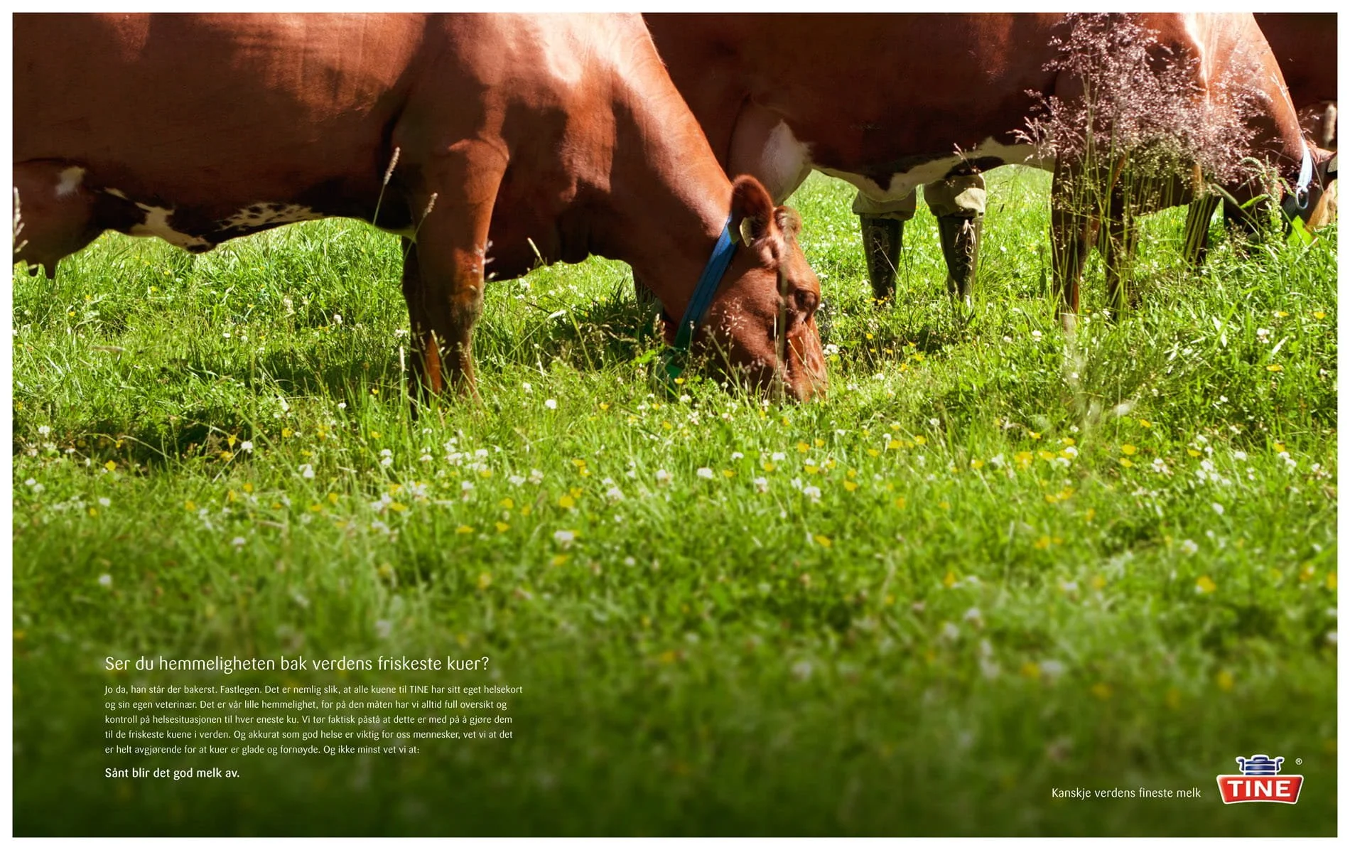 Ole Musken, fotograf, Oslo, Norway, Norge, photographer, bedriftsfoto, industry, arkitekturfoto, industry, architecture photography, D2, Japan, matfoto, matfotografi, binders, Tine 