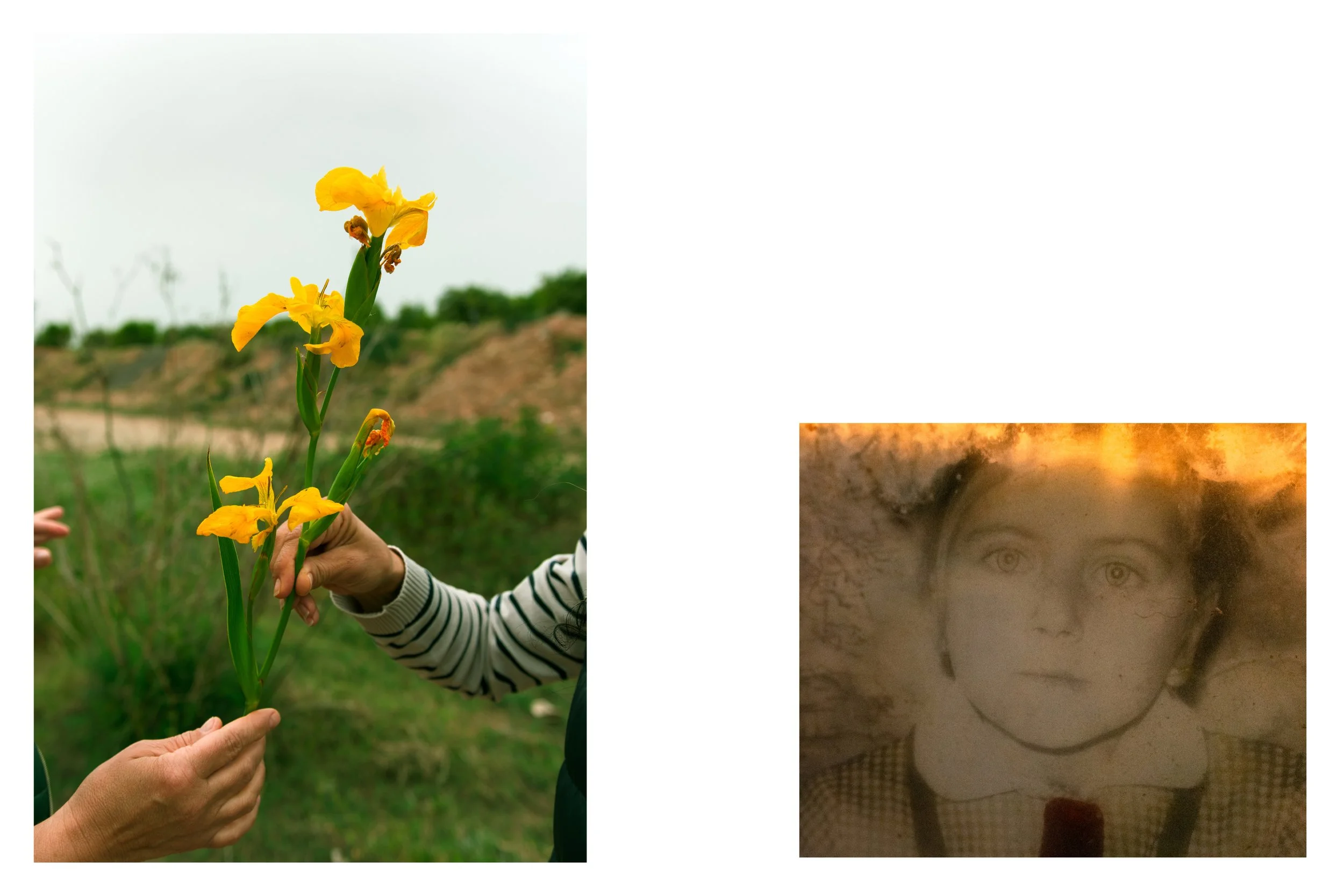 Glas de păpădie_2.jpg