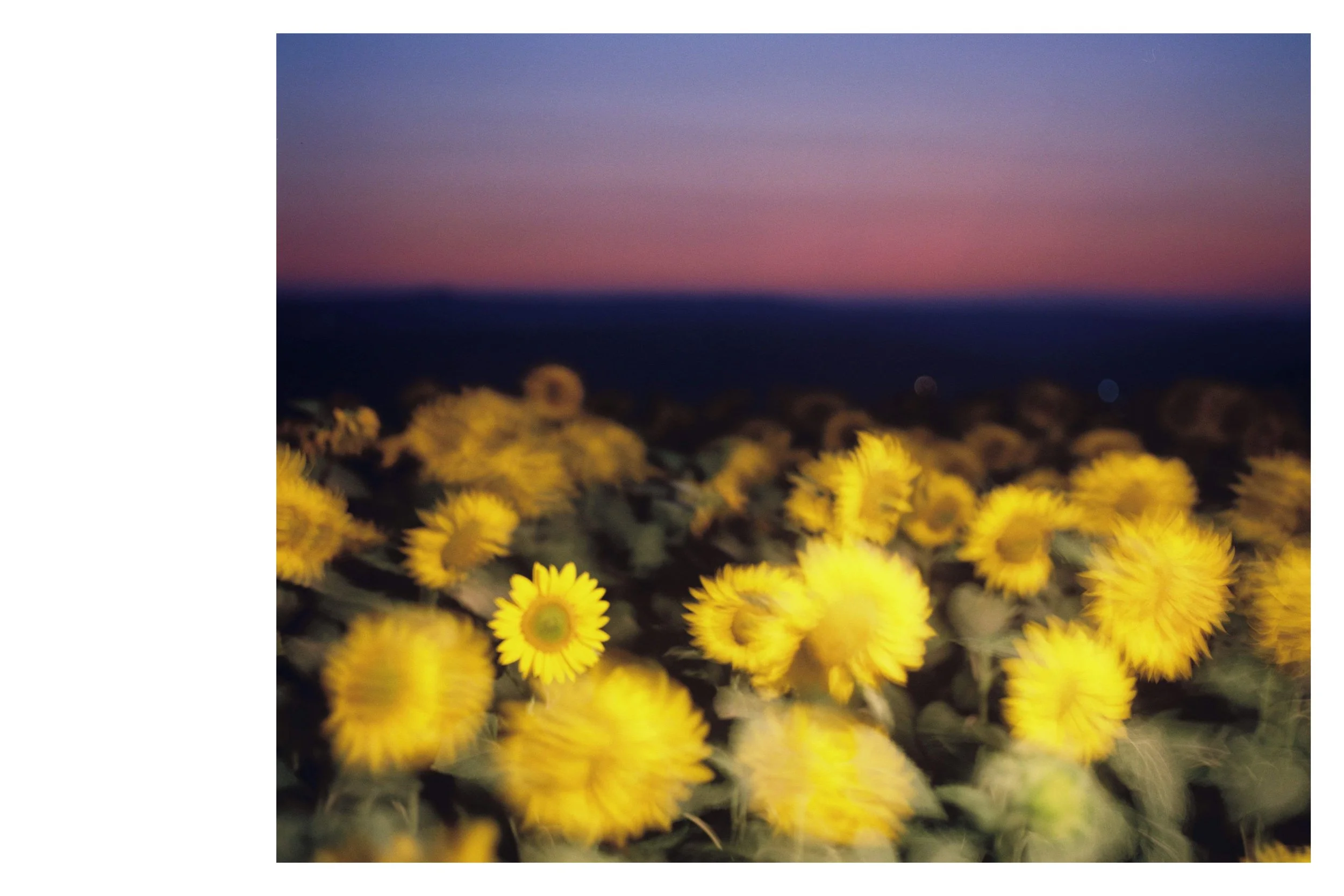 Glas de păpădie_5.jpg