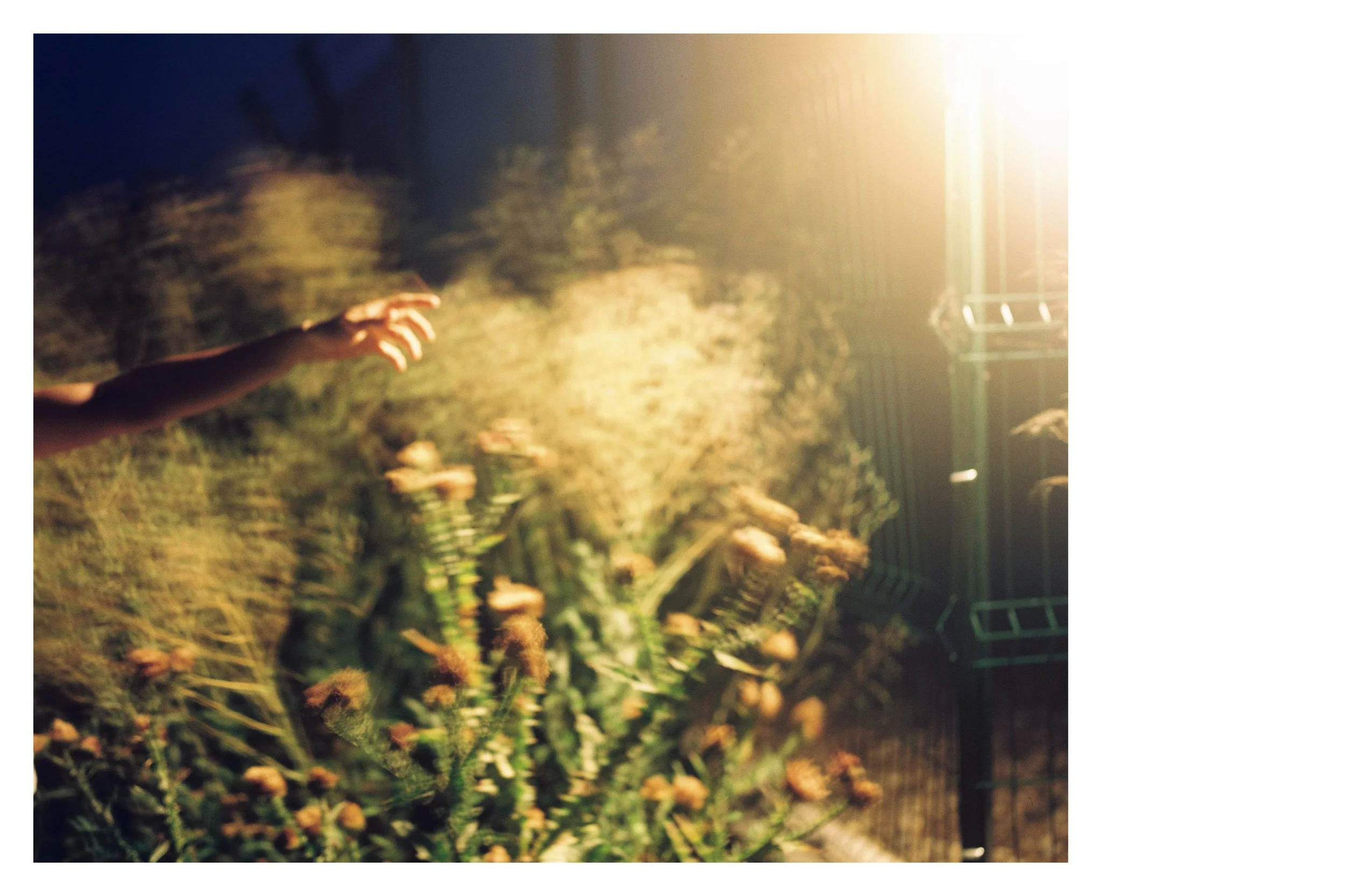 Glas de păpădie_1.jpg