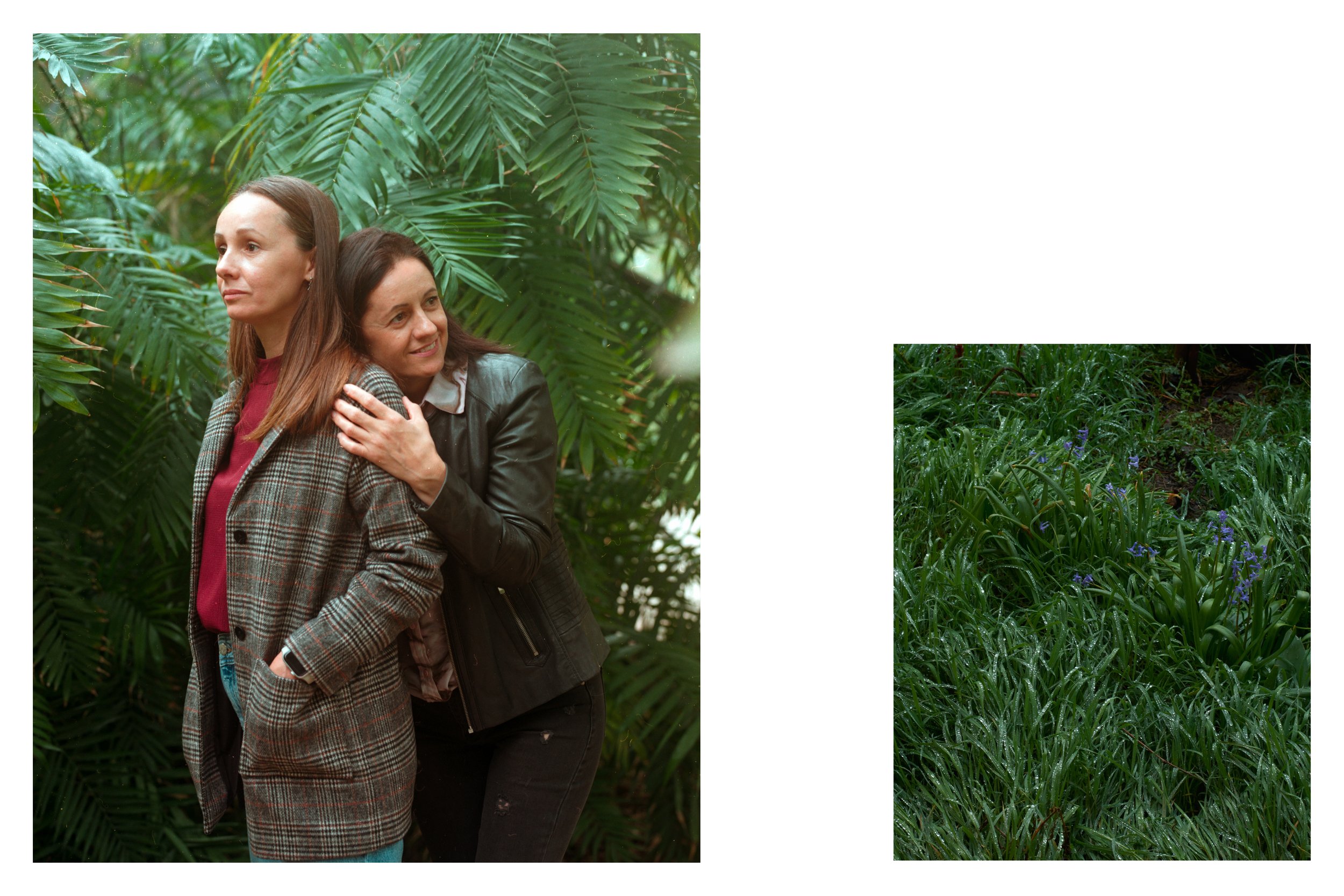 Glas de păpădie_3.jpg