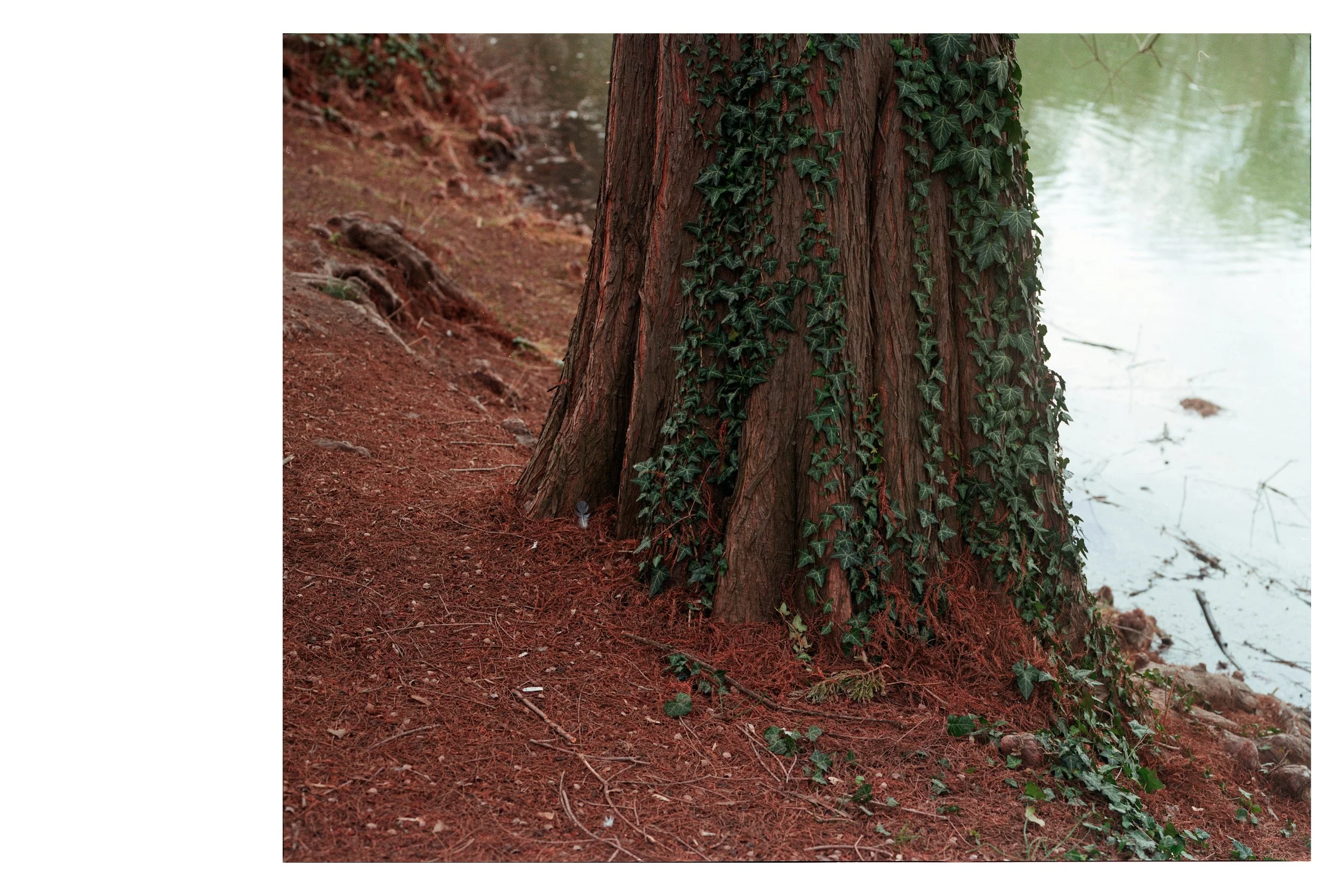 Glas de păpădie_10.jpg