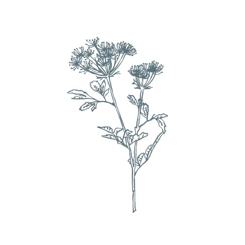 simple illustration of a stem of flowers