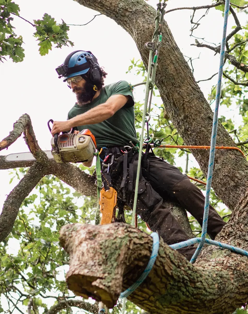 A man wearing a green shirt, black pants, a helmet with mounts, and safety gear is cutting a tree branch while perched in a tree. He is holding a chainsaw and appears to be trimming or pruning the tree.