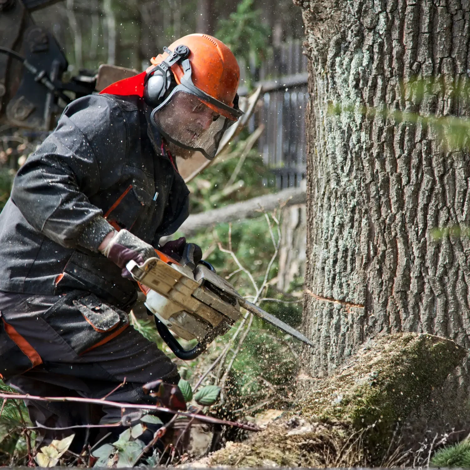 A man wearing an orange helmet and face shield using a chainsaw to cut a large tree trunk outdoors.