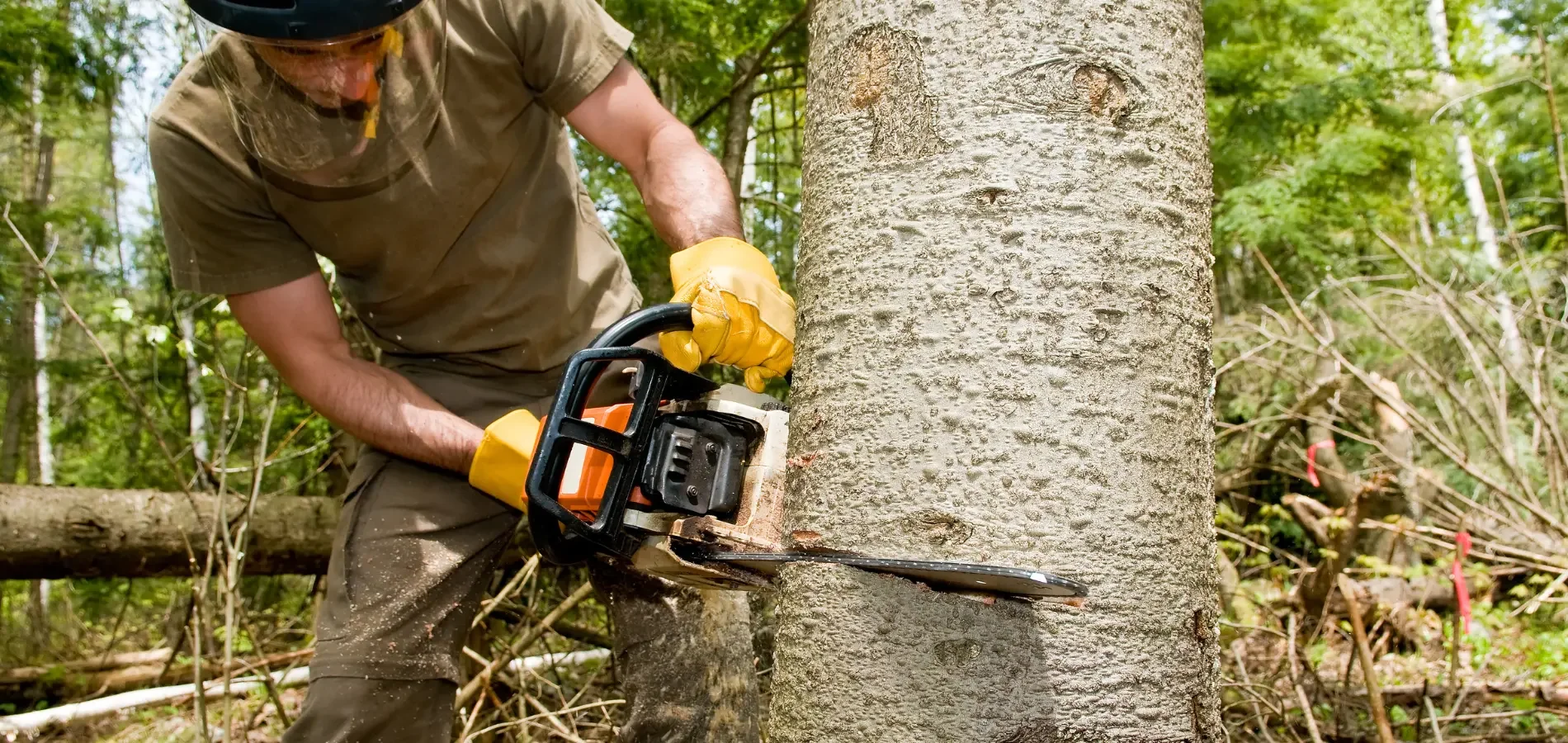 A person using a chainsaw to cut down a tree in a forest.