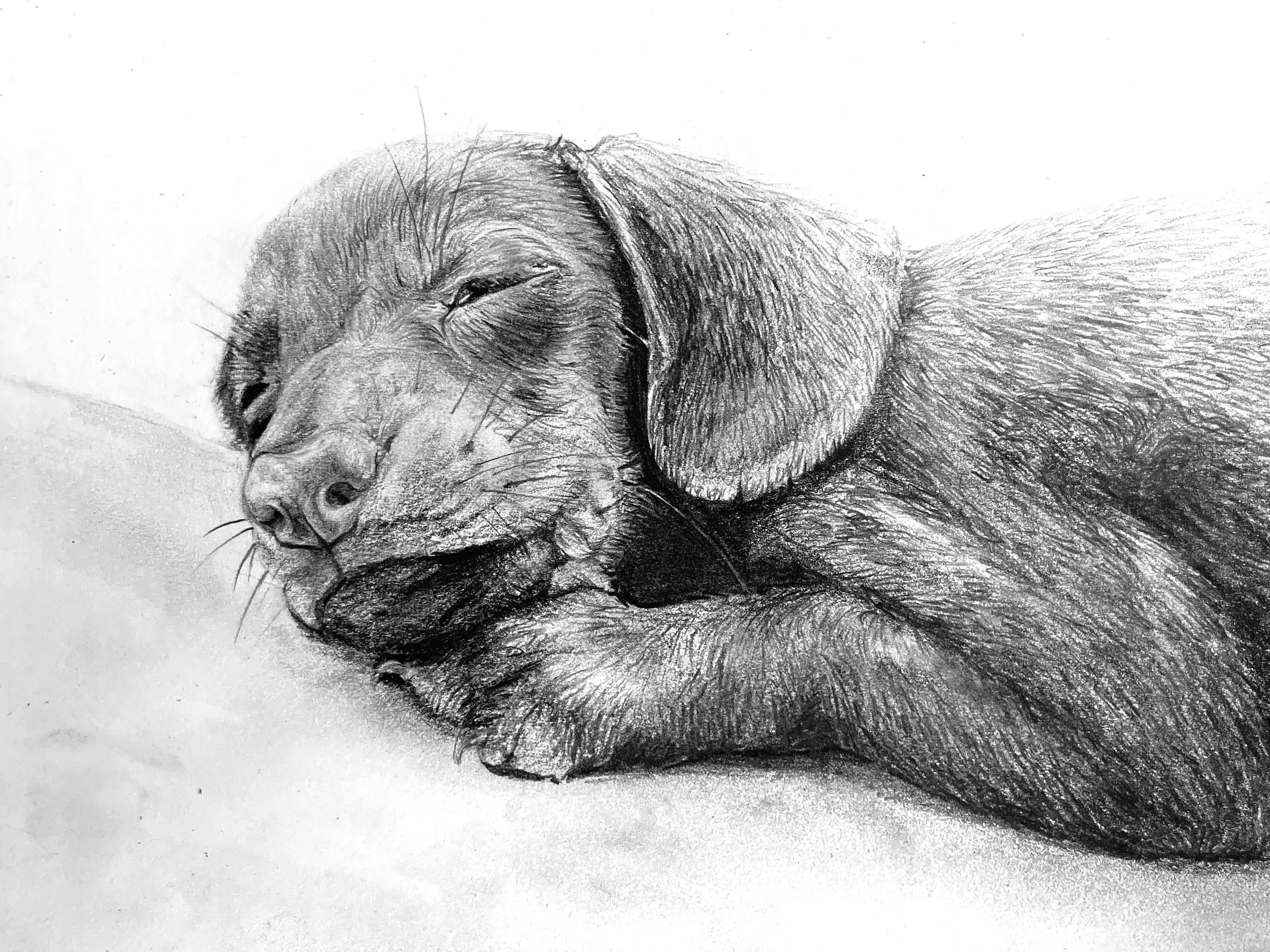 A detailed pencil sketch of a sleeping puppy with closed eyes, lying on a surface.
