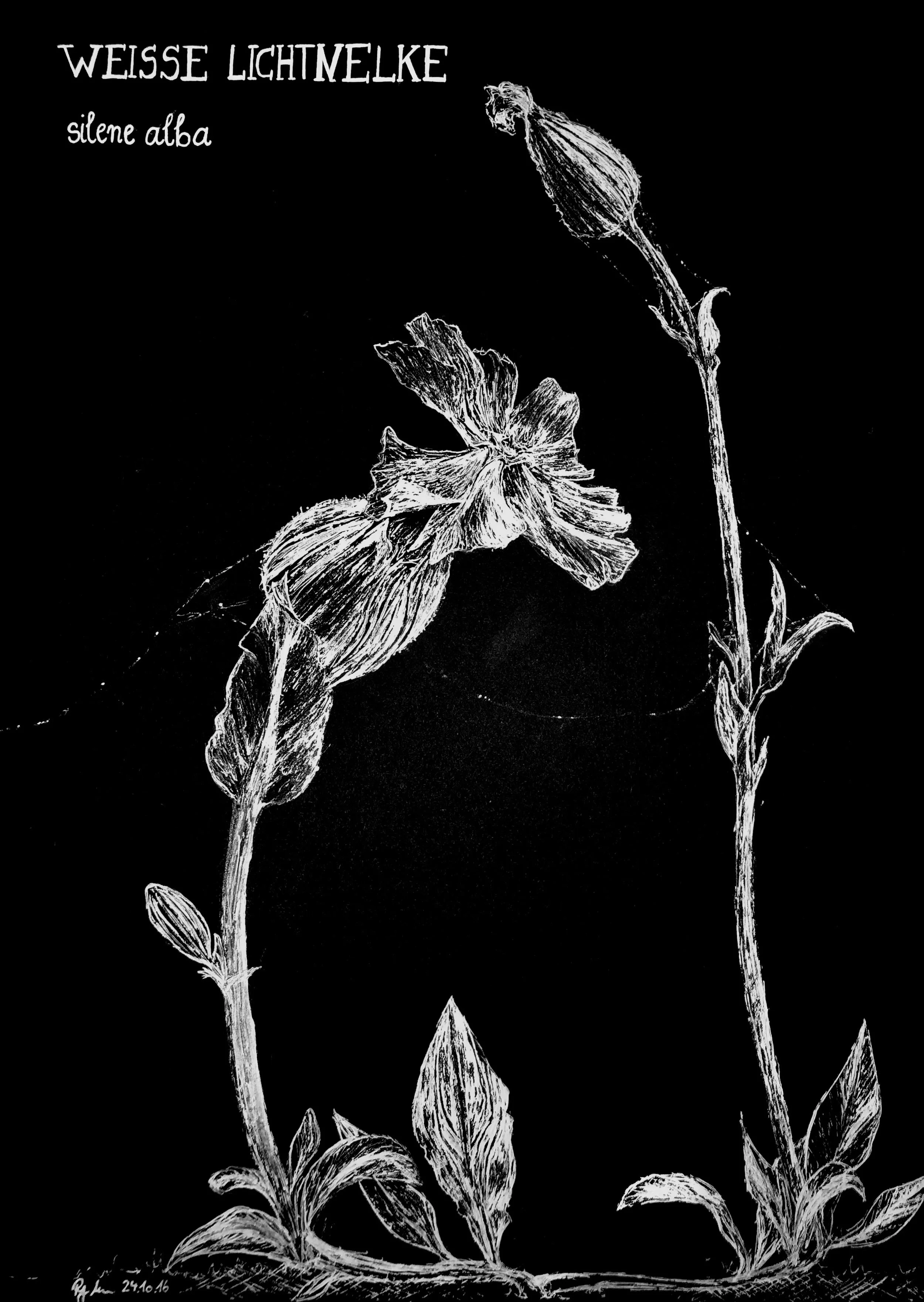 Black background with white botanical illustration of the silene alba flower, with text 'WEISSE LICHTNELKE' and 'silene alba' at the top left corner.