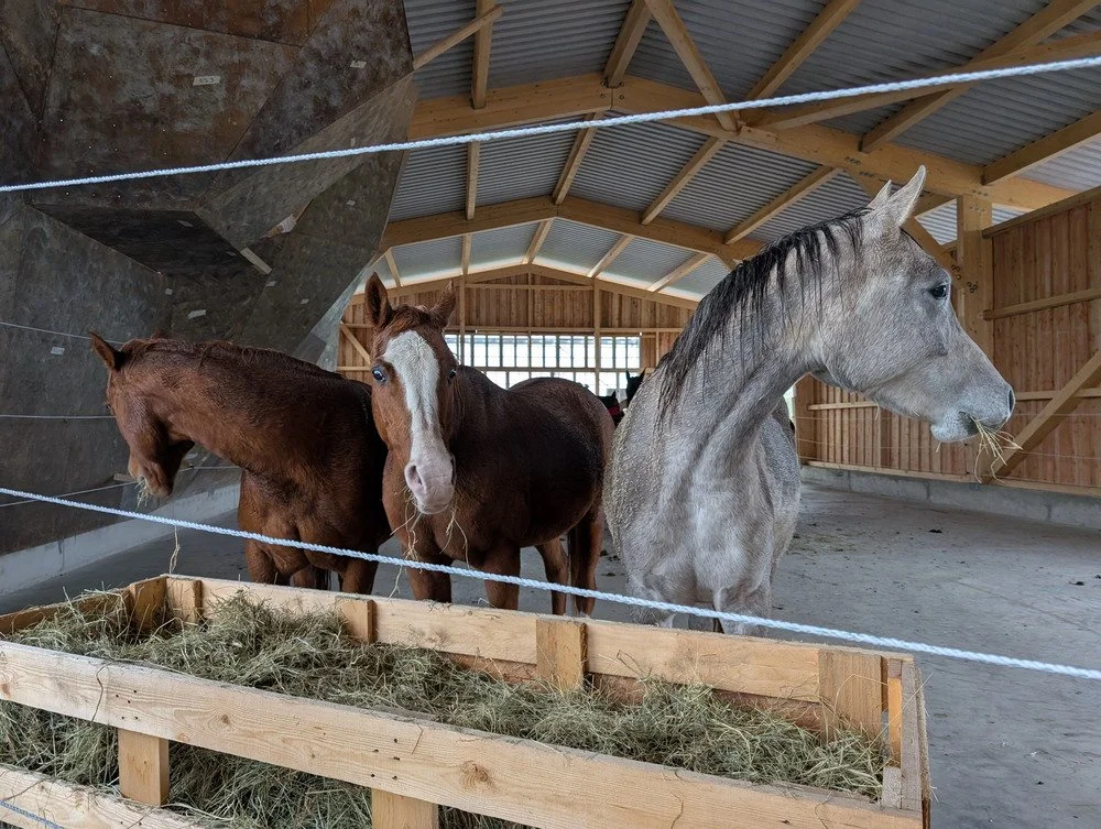 Drei Pferde stehen in einer Stallhalle, eines ist ein graues Pferd, die anderen beiden sind braune Pferde, eines mit Weißfärbung im Gesicht, auf einer Futterstelle mit Heu.