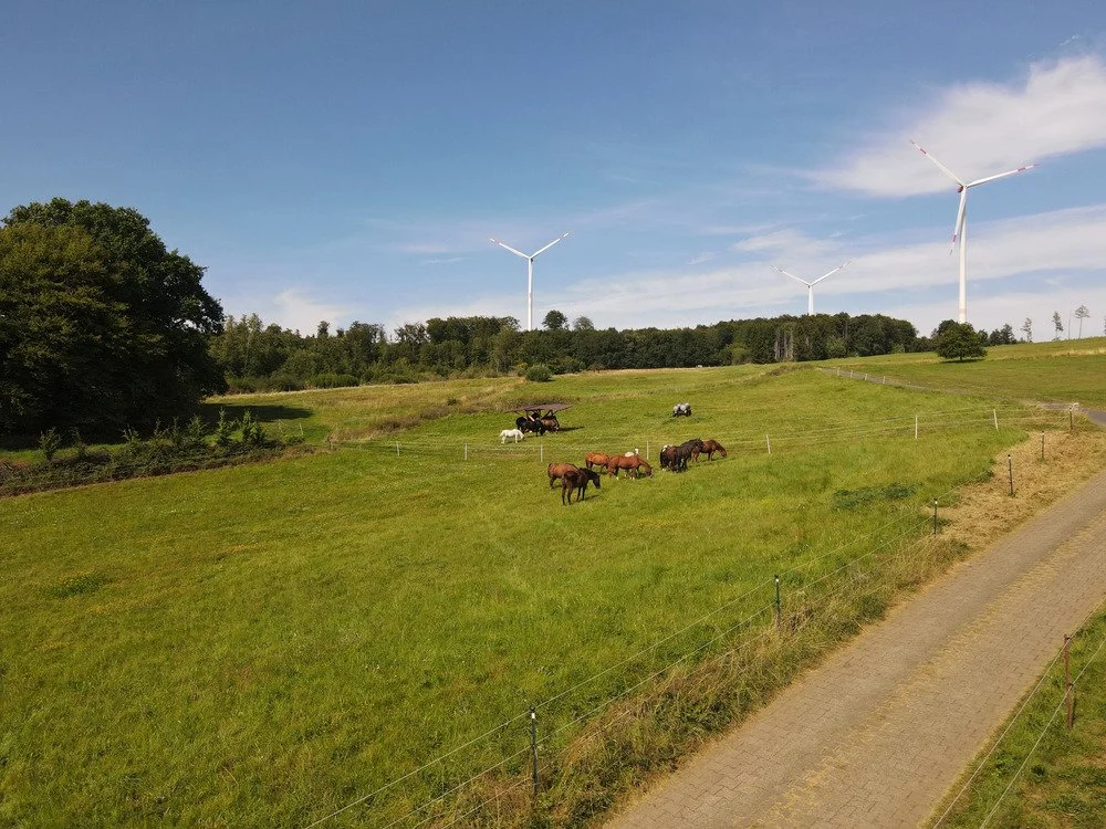 Landschaft mit Grasanlage, ein kleiner Zaun, eine Pferdeherde, Windkraftanlagen und Bäume im Hintergrund.