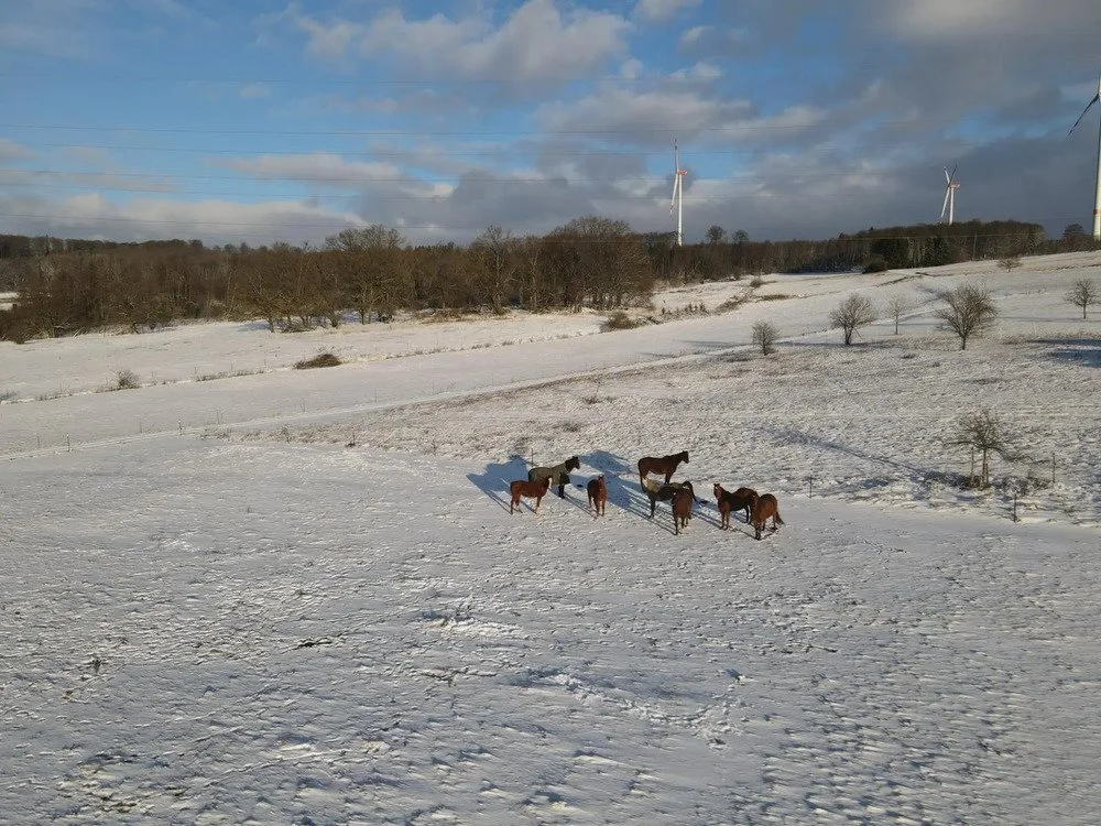 Mehrere Pferde auf schneebedehntem Feld in einer winterlichen Landschaft mit Bäumen und Windkraftanlagen im Hintergrund.