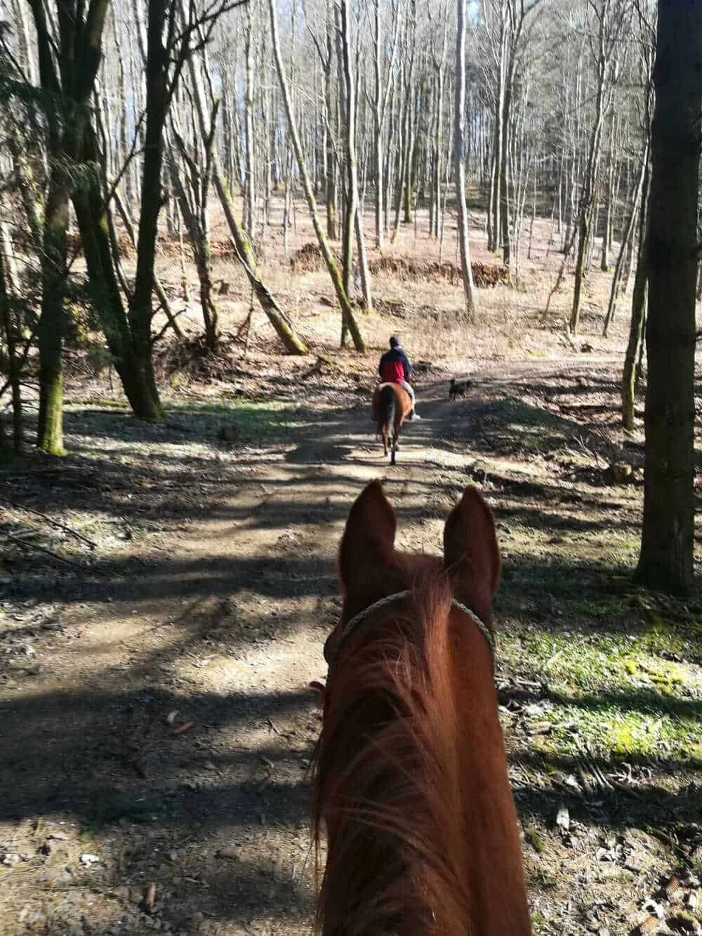 Reiter auf einem Waldweg, Blick vom Pferd auf eine weitere Reiterin auf einem Pferd, umgeben von Bäumen im Wald.