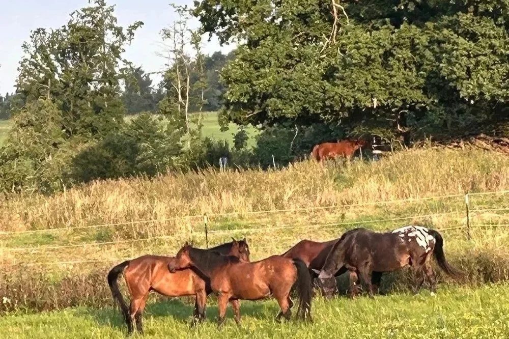 Vier Pferde stehen und grasen auf einer Wiese, dahinter befindet sich ein weiterer brauner Pferd im hohen Gras, umgeben von Bäumen und einer offenen Landschaft.