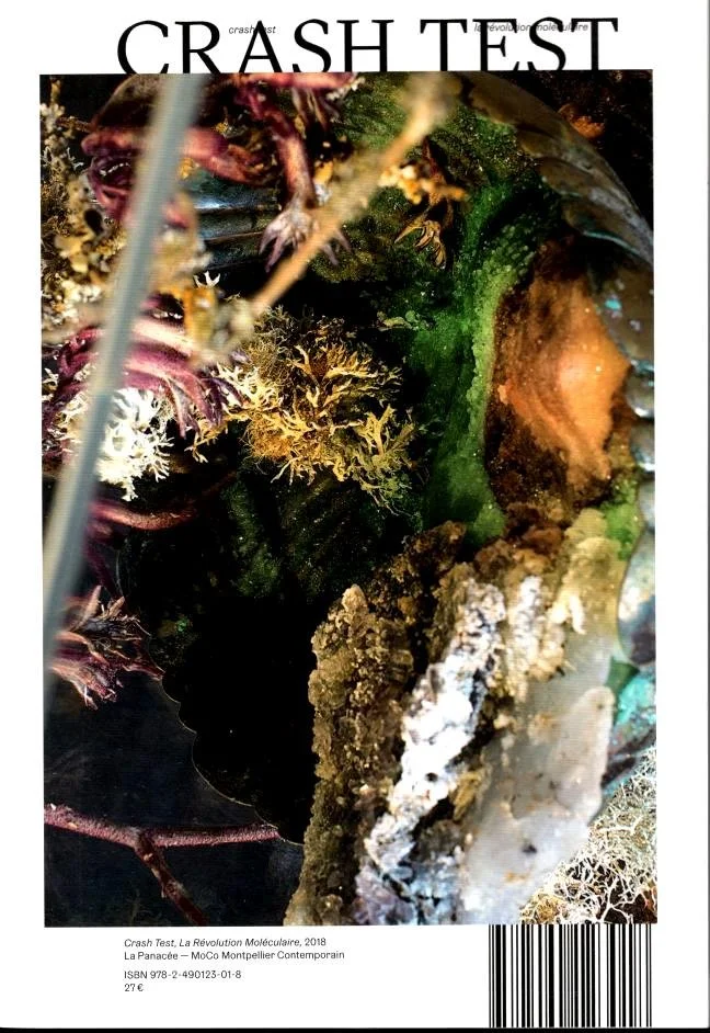 Close-up of colorful marine coral and aquatic plants in an underwater scene.