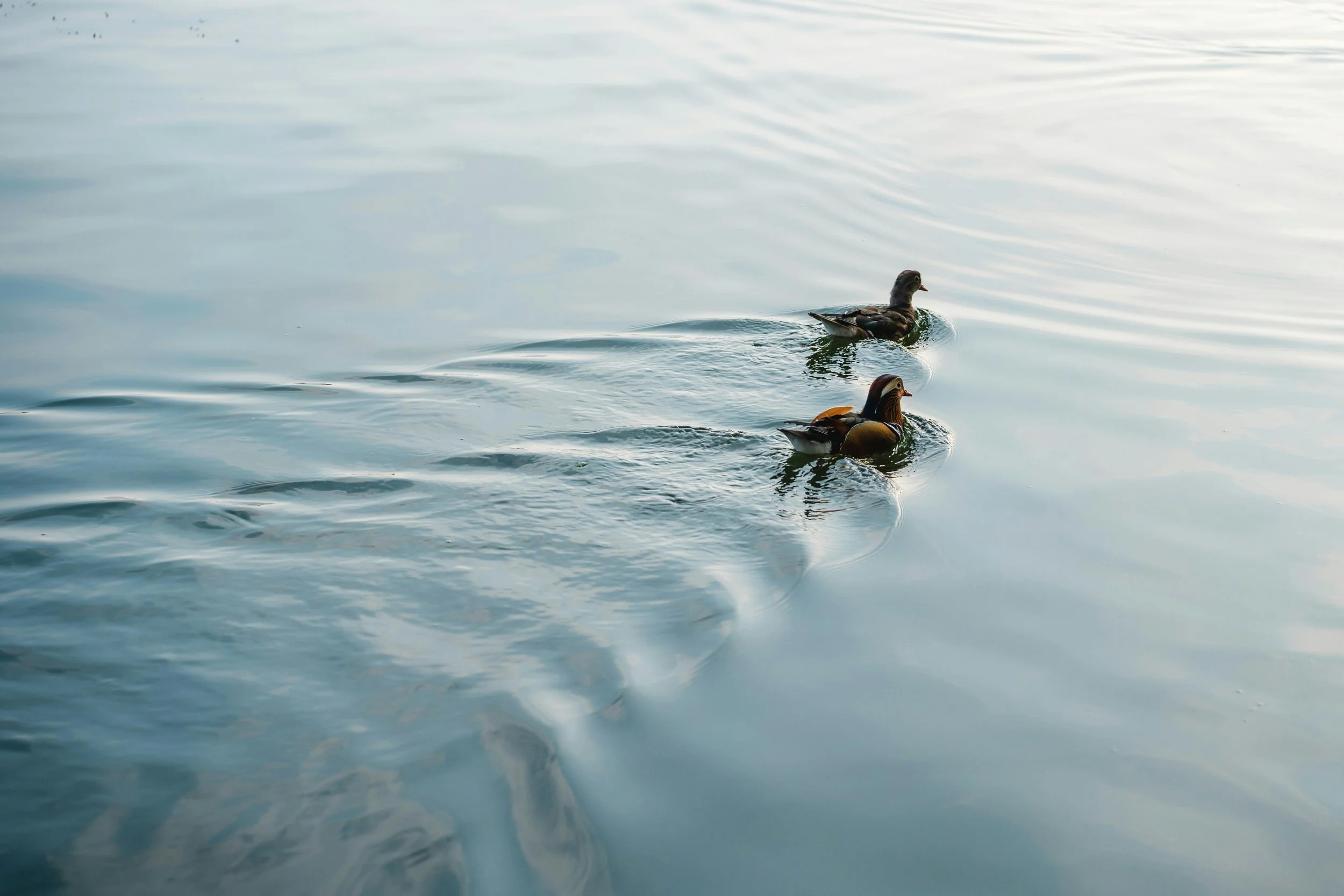 Two ducks swimming in a body of water, creating ripples as they move, with reflections of the sky on the water surface.