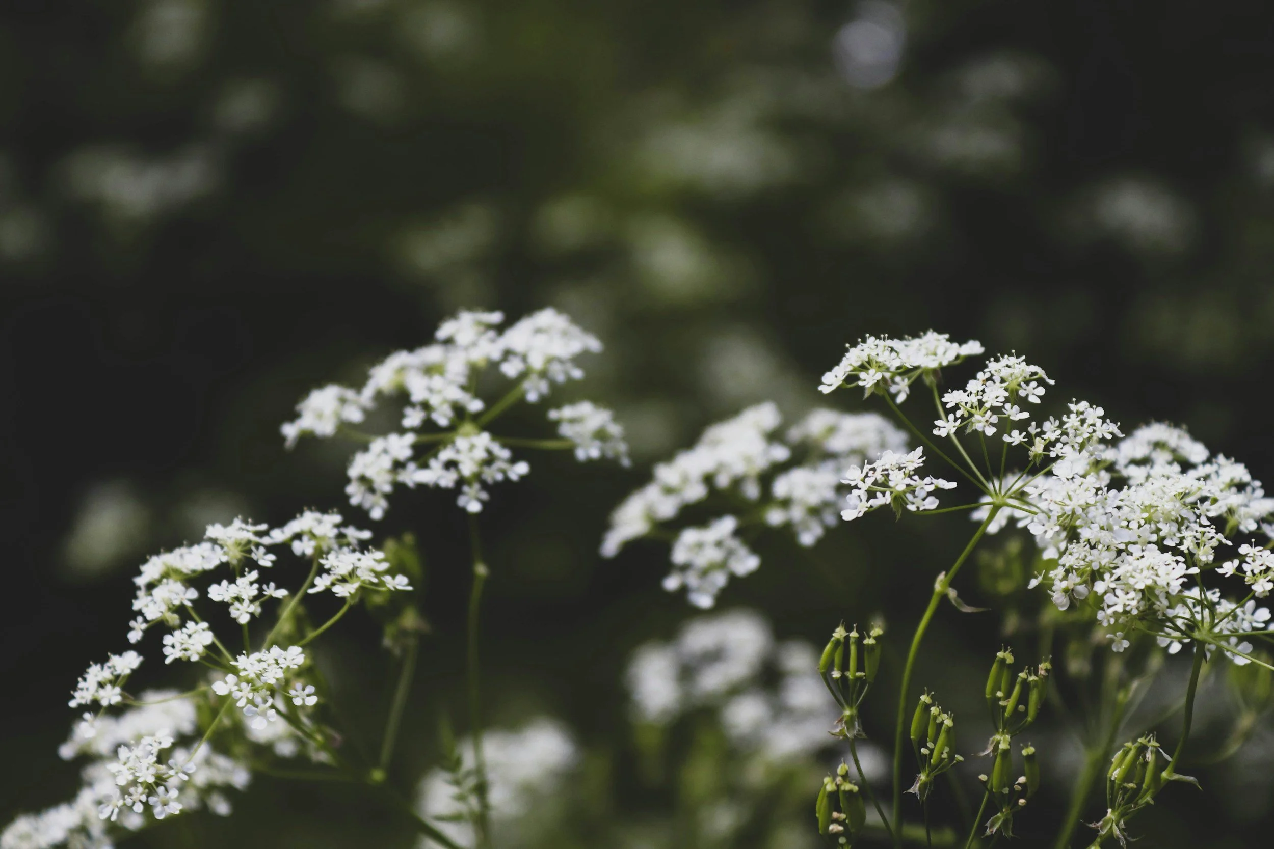 Close-up of small white flowers with green stems against a dark, blurred background.