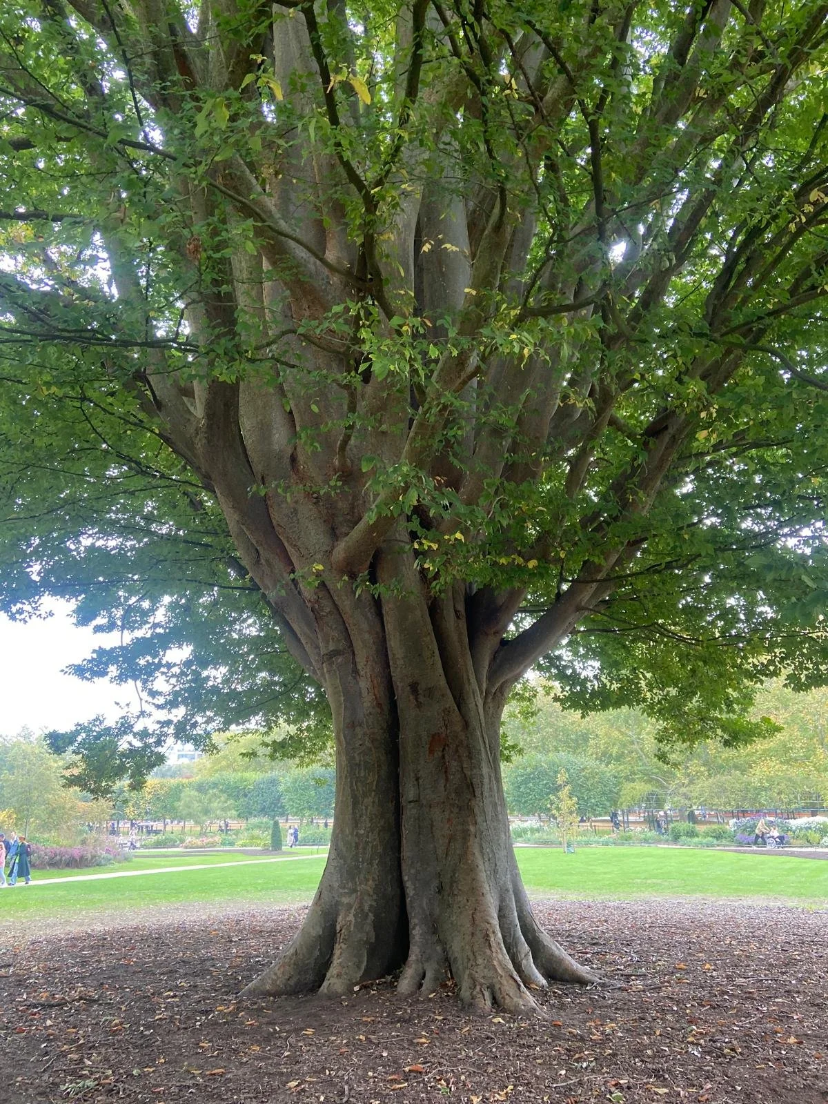 A large mature tree with a thick trunk and dense green foliage in a park, with grass and people in the background.